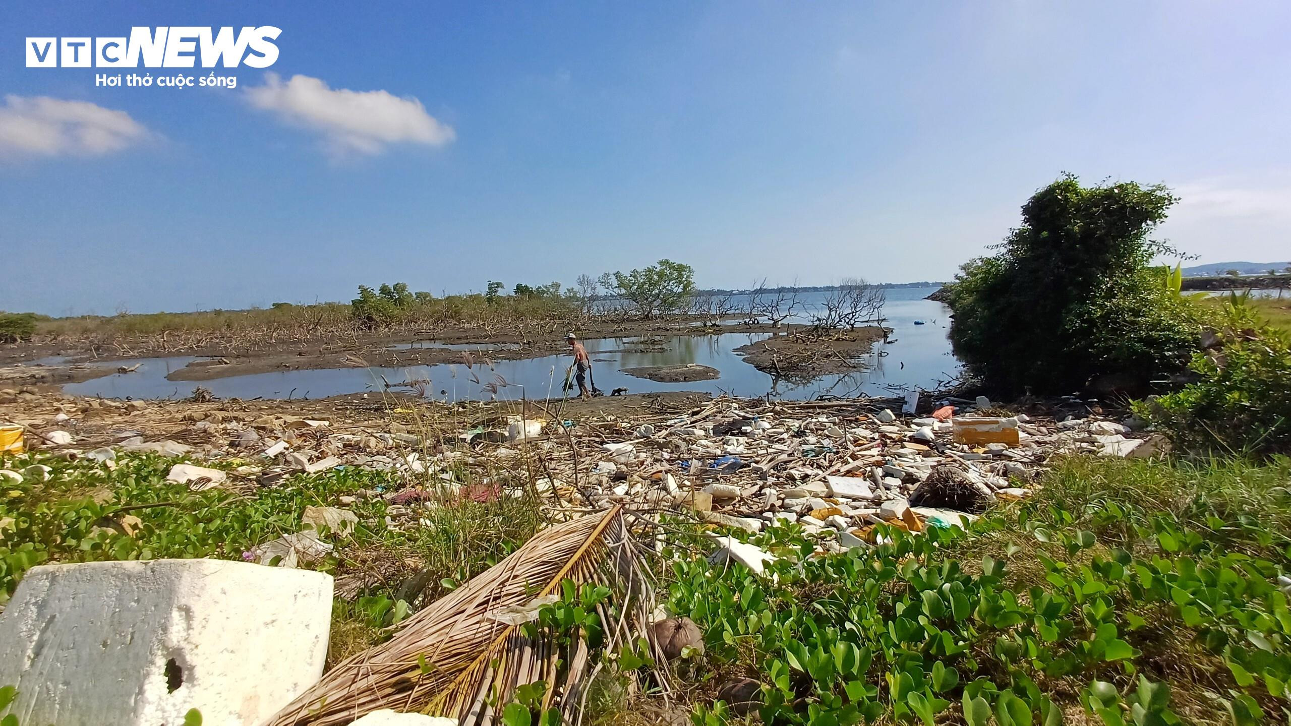 Xót xa gần 7 hecta rừng ngập mặn ở Quảng Nam chết khô - 6