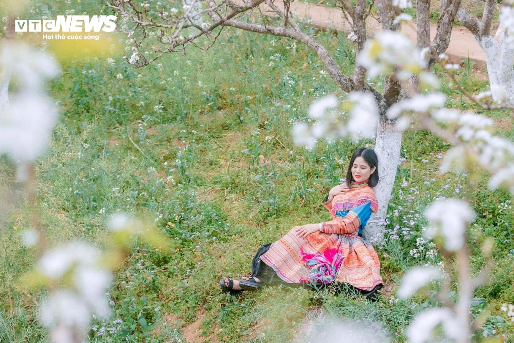 Mãn nhãn ngắm hàng nghìn gốc lê bung sắc trắng tinh khôi trên cao nguyên Bắc Hà - 8