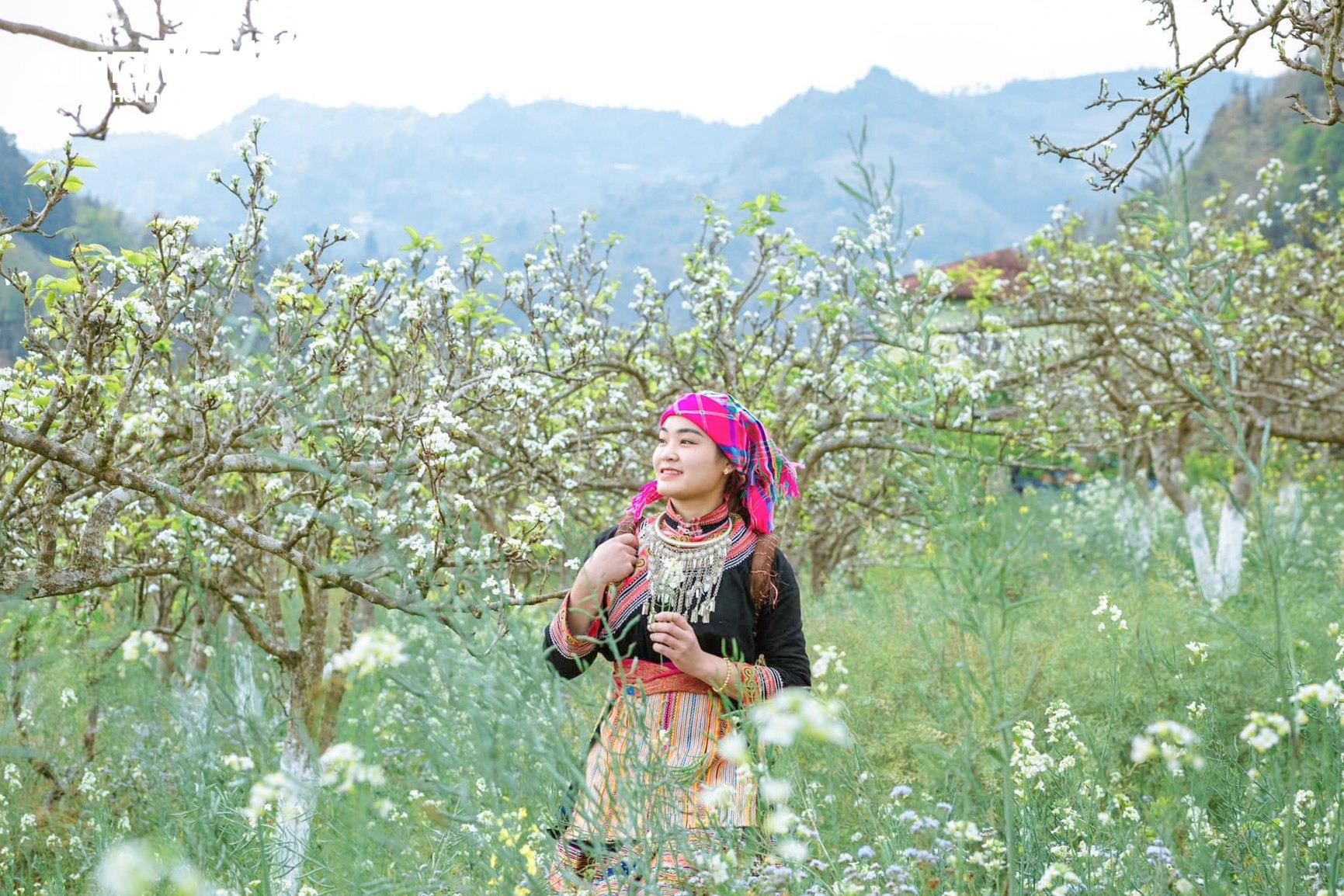 Mãn nhãn ngắm hàng nghìn gốc lê bung sắc trắng tinh khôi trên cao nguyên Bắc Hà - 10