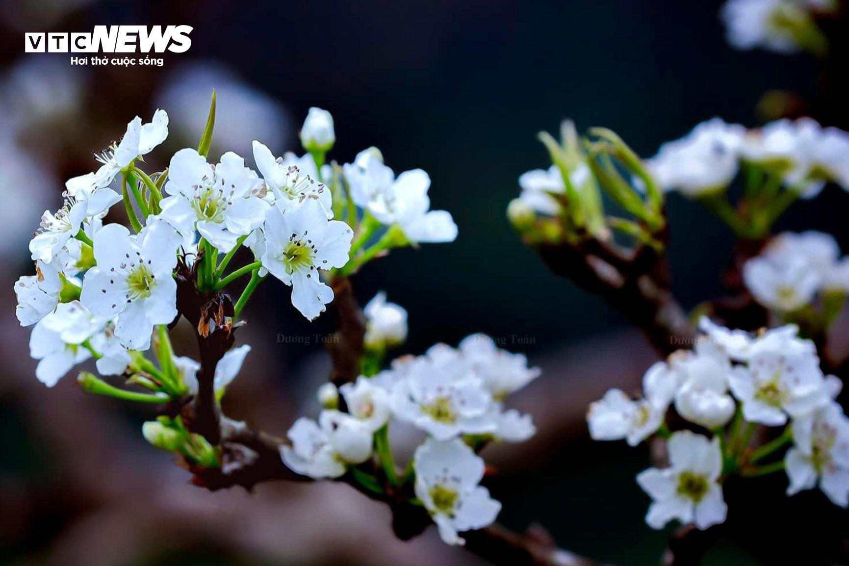 Mãn nhãn ngắm hàng nghìn gốc lê bung sắc trắng tinh khôi trên cao nguyên Bắc Hà - 4