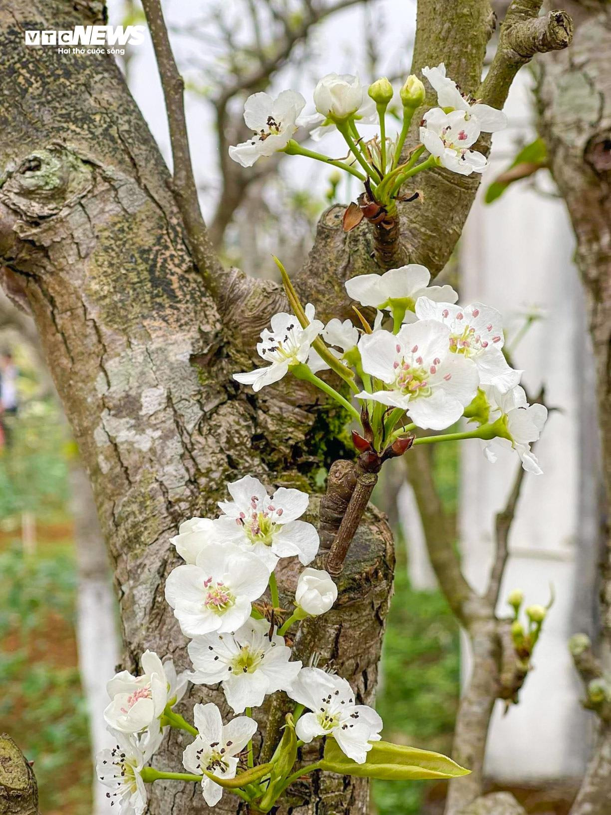 Mãn nhãn ngắm hàng nghìn gốc lê bung sắc trắng tinh khôi trên cao nguyên Bắc Hà - 5