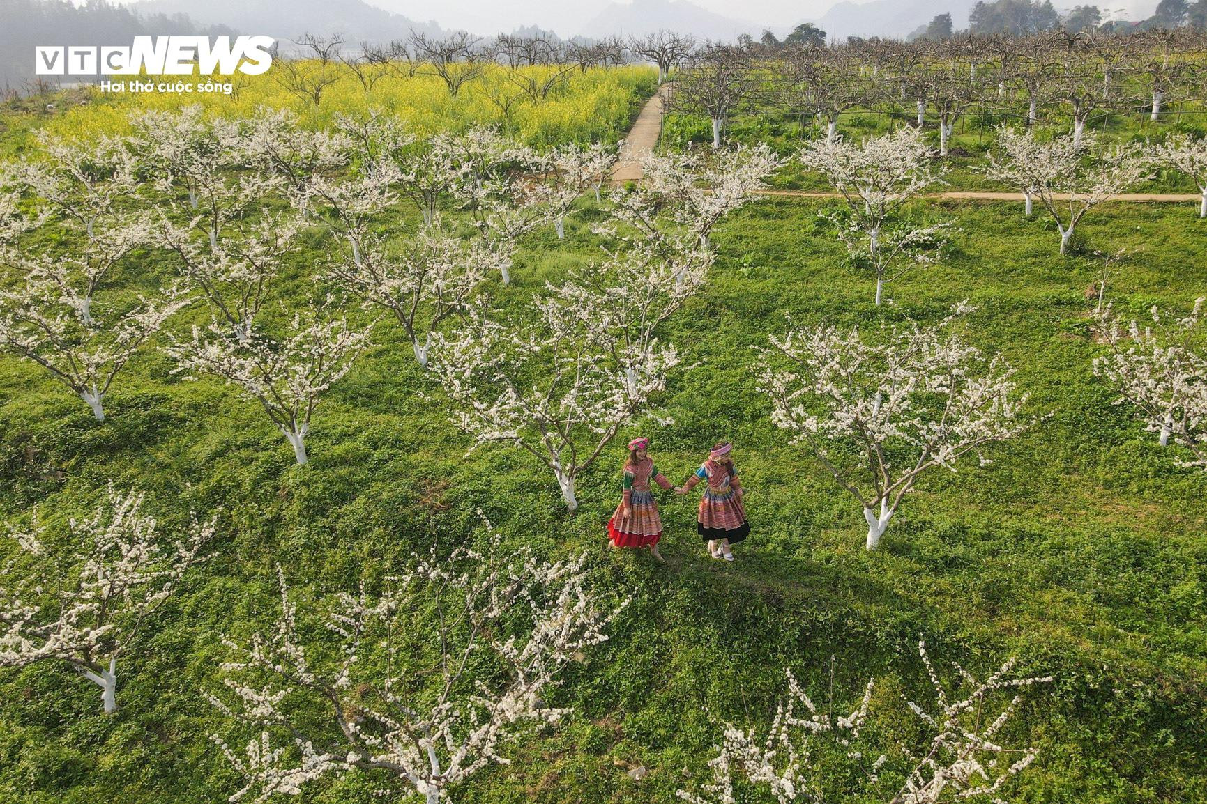 Mãn nhãn ngắm hàng nghìn gốc lê bung sắc trắng tinh khôi trên cao nguyên Bắc Hà - 13