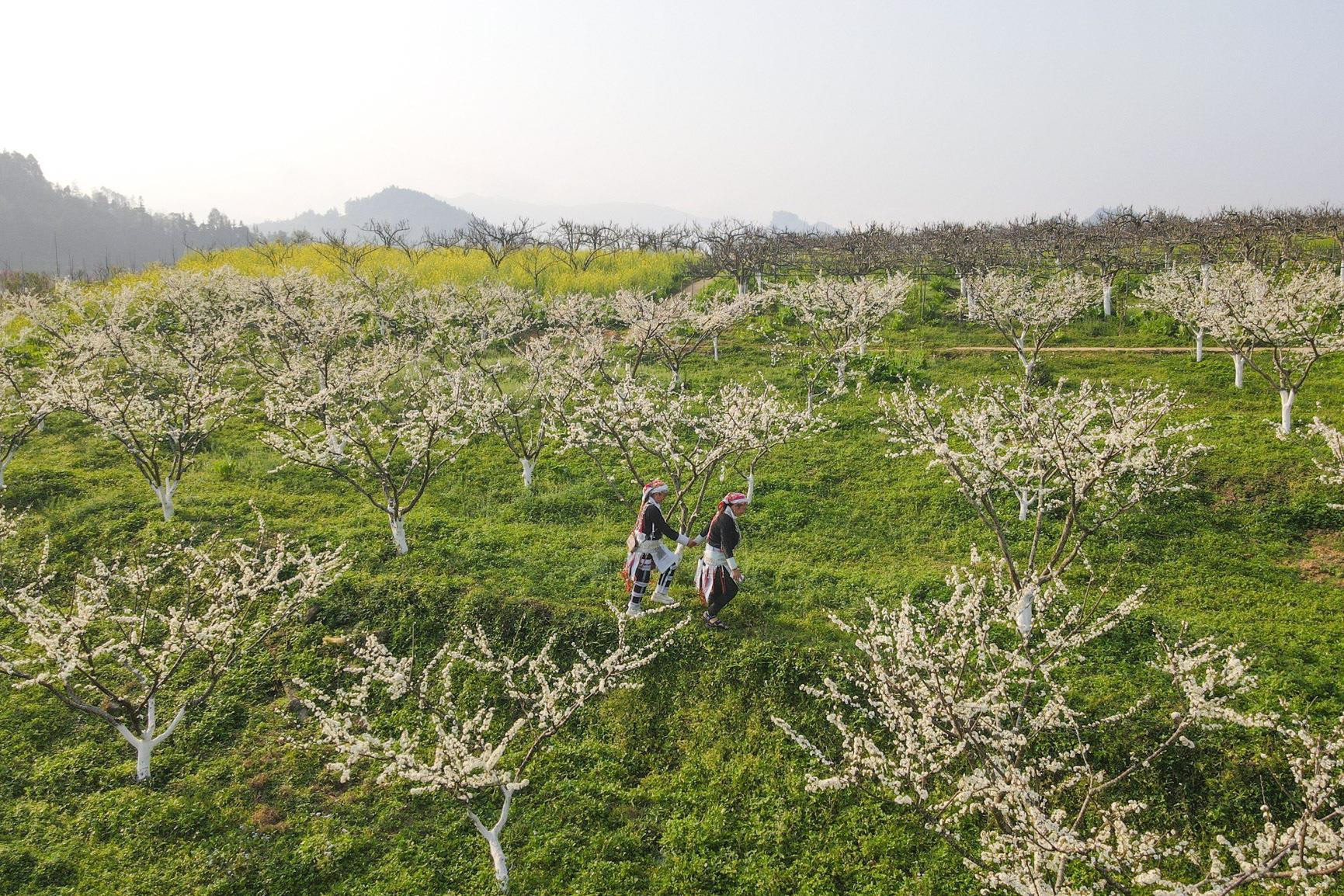 Mãn nhãn ngắm hàng nghìn gốc lê bung sắc trắng tinh khôi trên cao nguyên Bắc Hà - 1