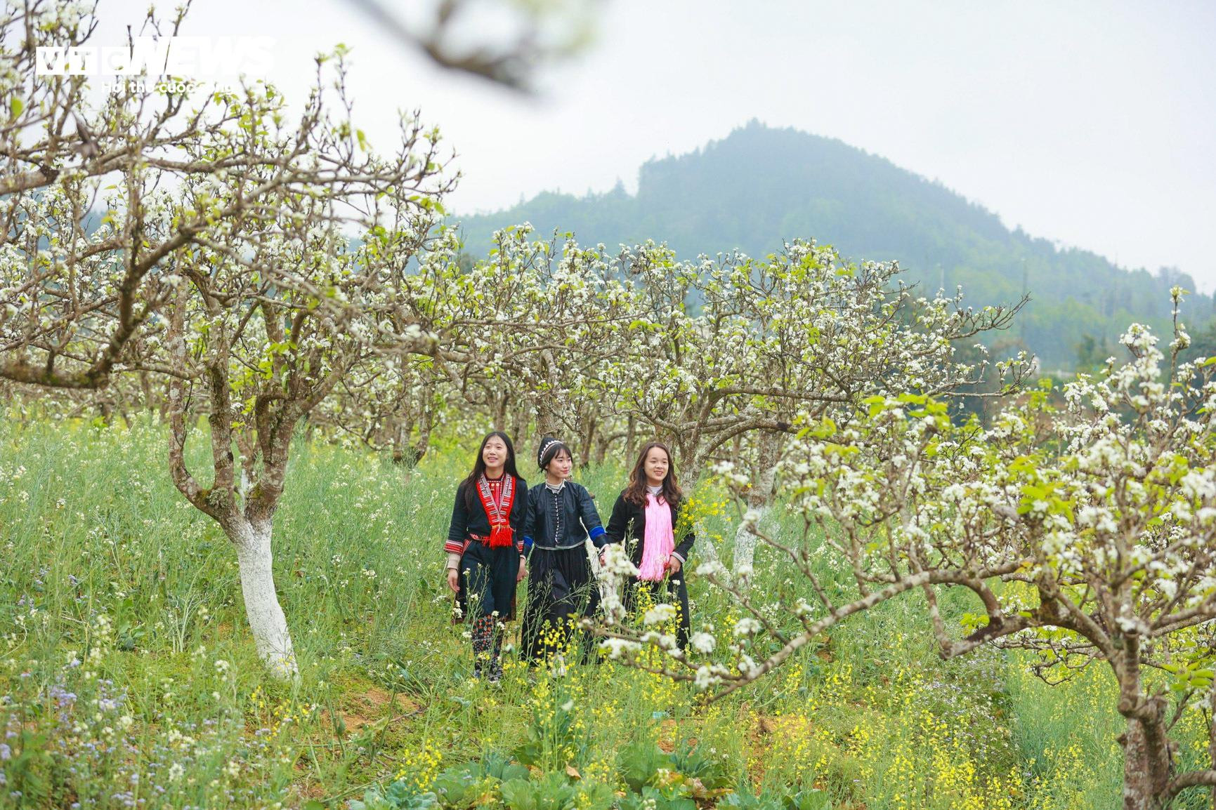 Mãn nhãn ngắm hàng nghìn gốc lê bung sắc trắng tinh khôi trên cao nguyên Bắc Hà - 7