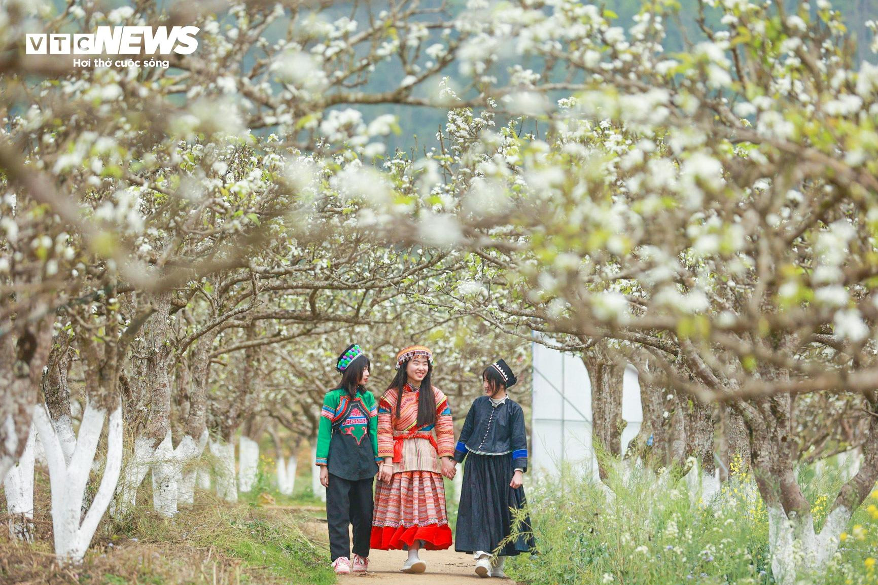 Mãn nhãn ngắm hàng nghìn gốc lê bung sắc trắng tinh khôi trên cao nguyên Bắc Hà - 2