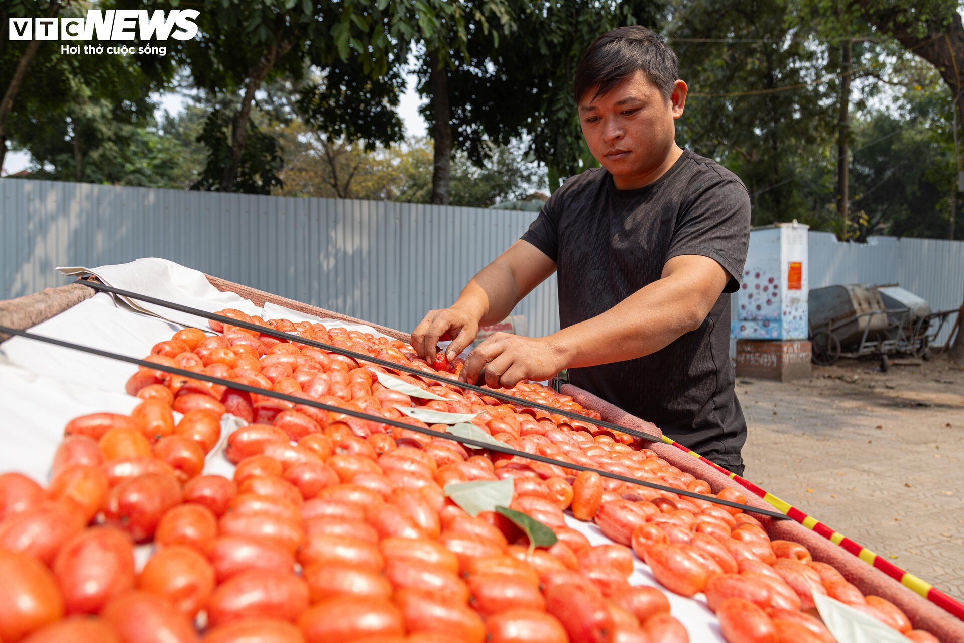 'Thủ phủ' nhót ở Hà Nội mất mùa, giá tăng dựng đứng - 16