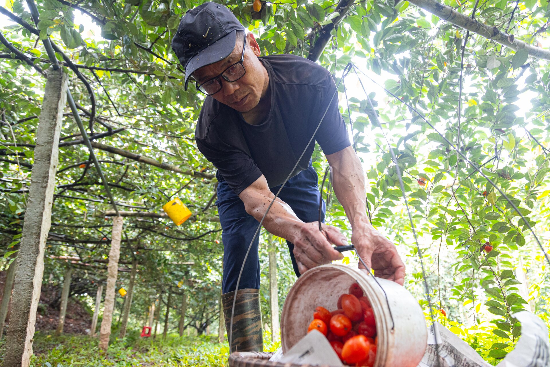 'Thủ phủ' nhót ở Hà Nội mất mùa, giá tăng dựng đứng - 10