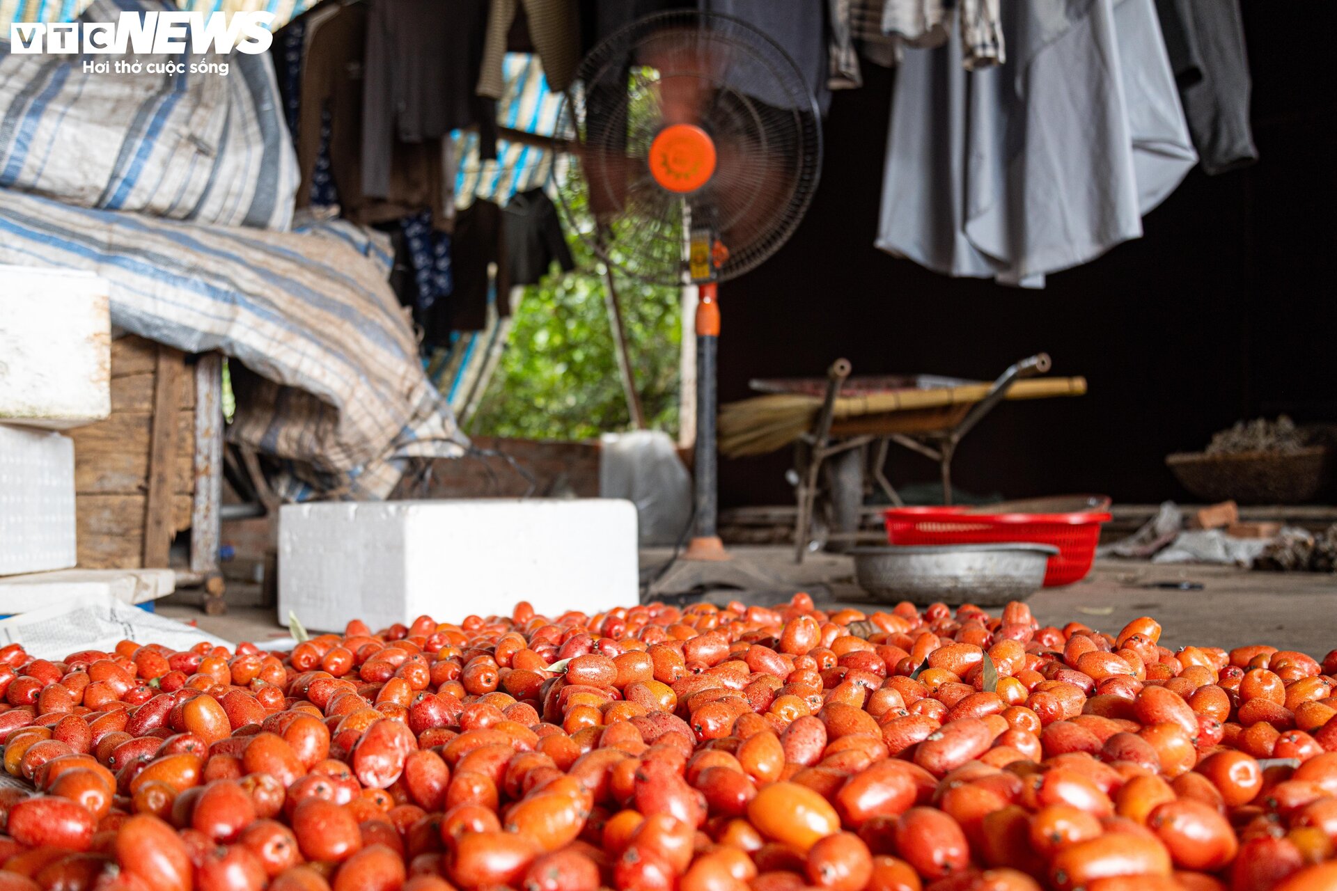 'Thủ phủ' nhót ở Hà Nội mất mùa, giá tăng dựng đứng - 13