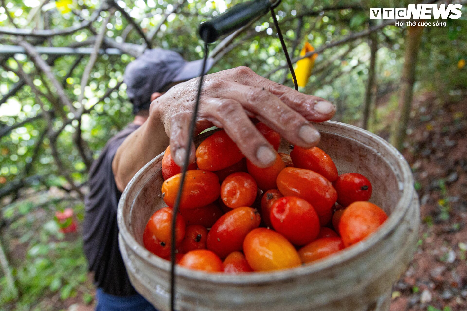 'Thủ phủ' nhót ở Hà Nội mất mùa, giá tăng dựng đứng - 8