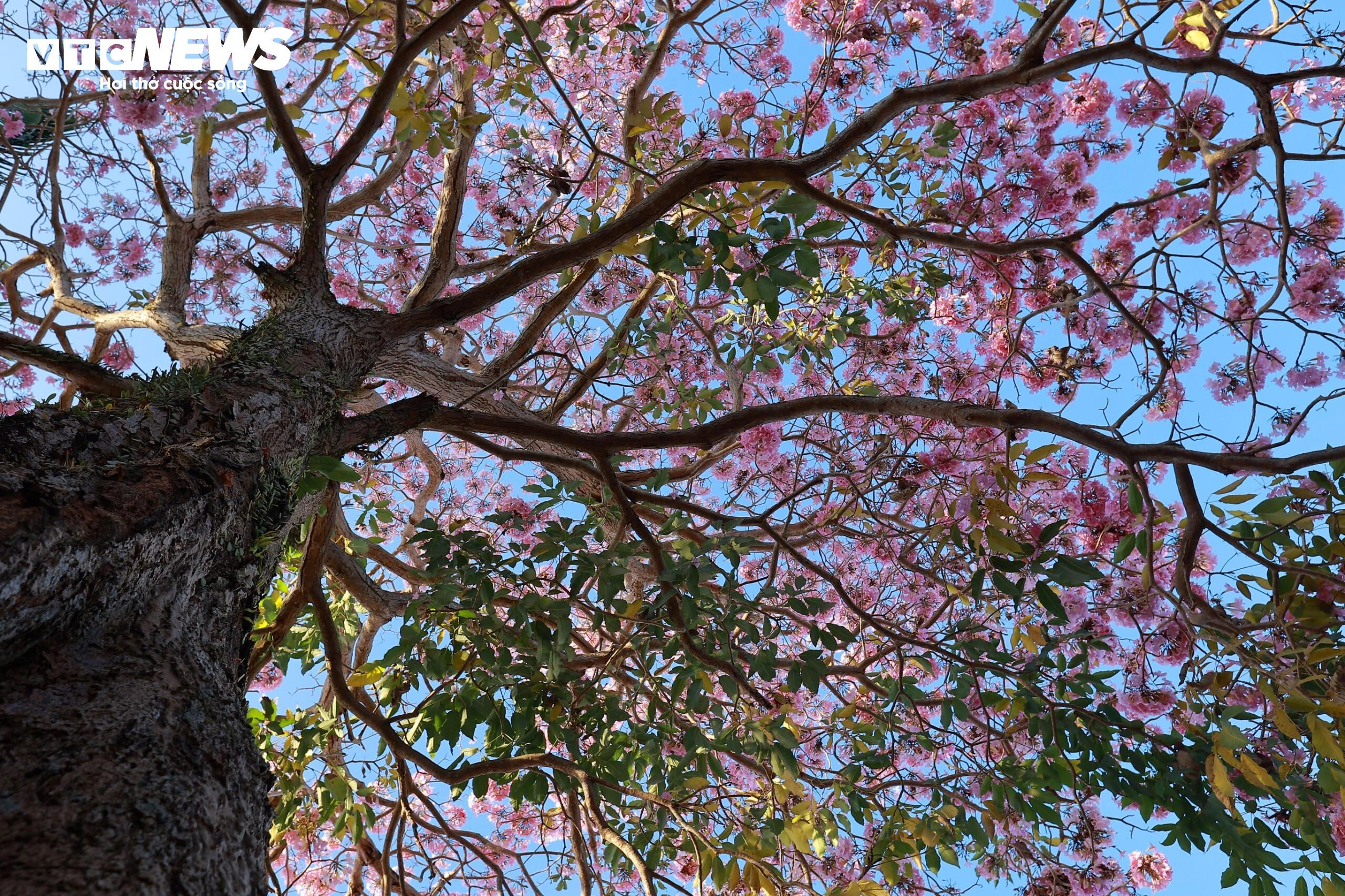 Hoa kèn hồng nở rộ, nhuộm thắm những cung đường ở Lâm Đồng - 6