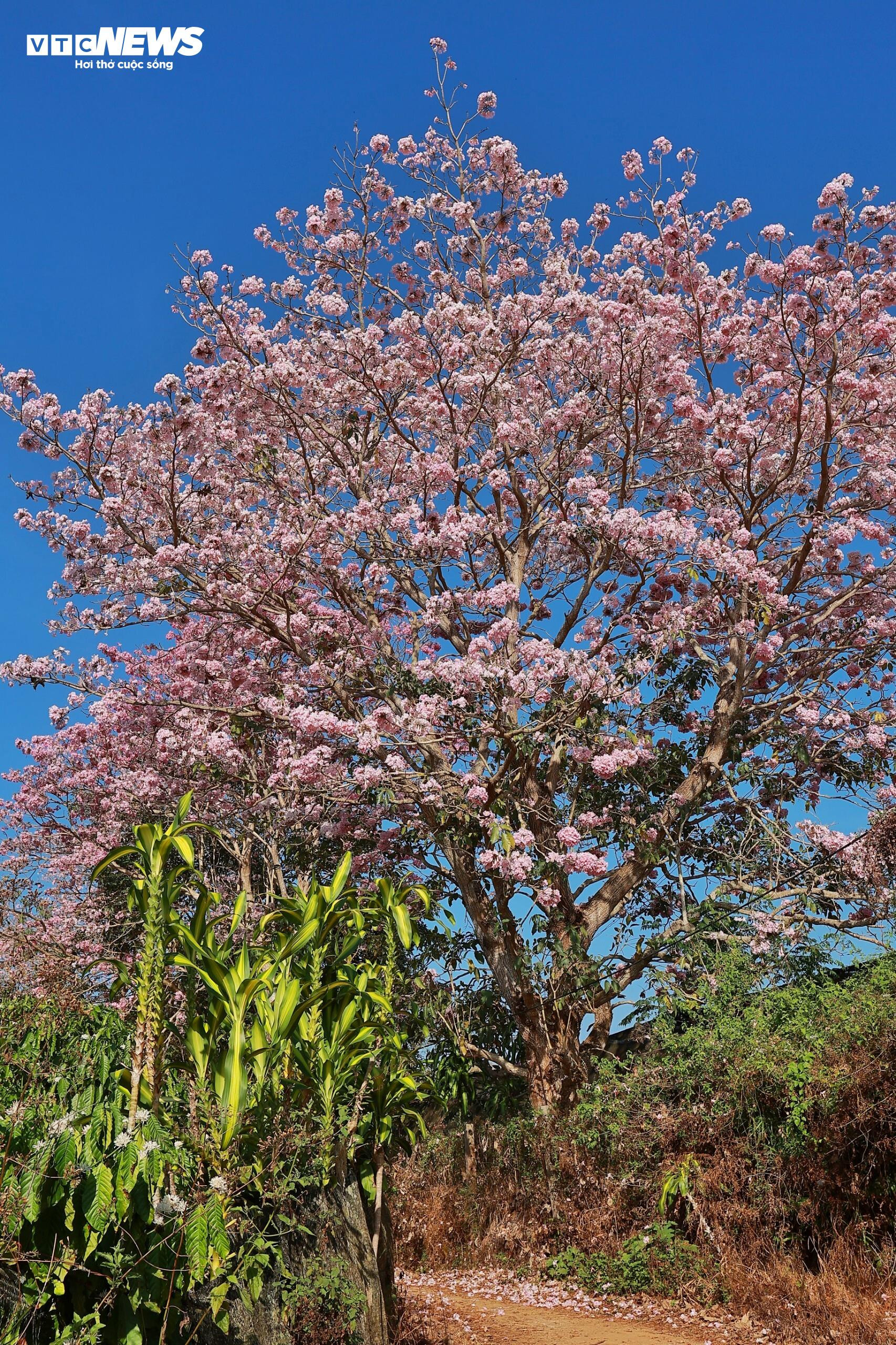 Hoa kèn hồng nở rộ, nhuộm thắm những cung đường ở Lâm Đồng - 4
