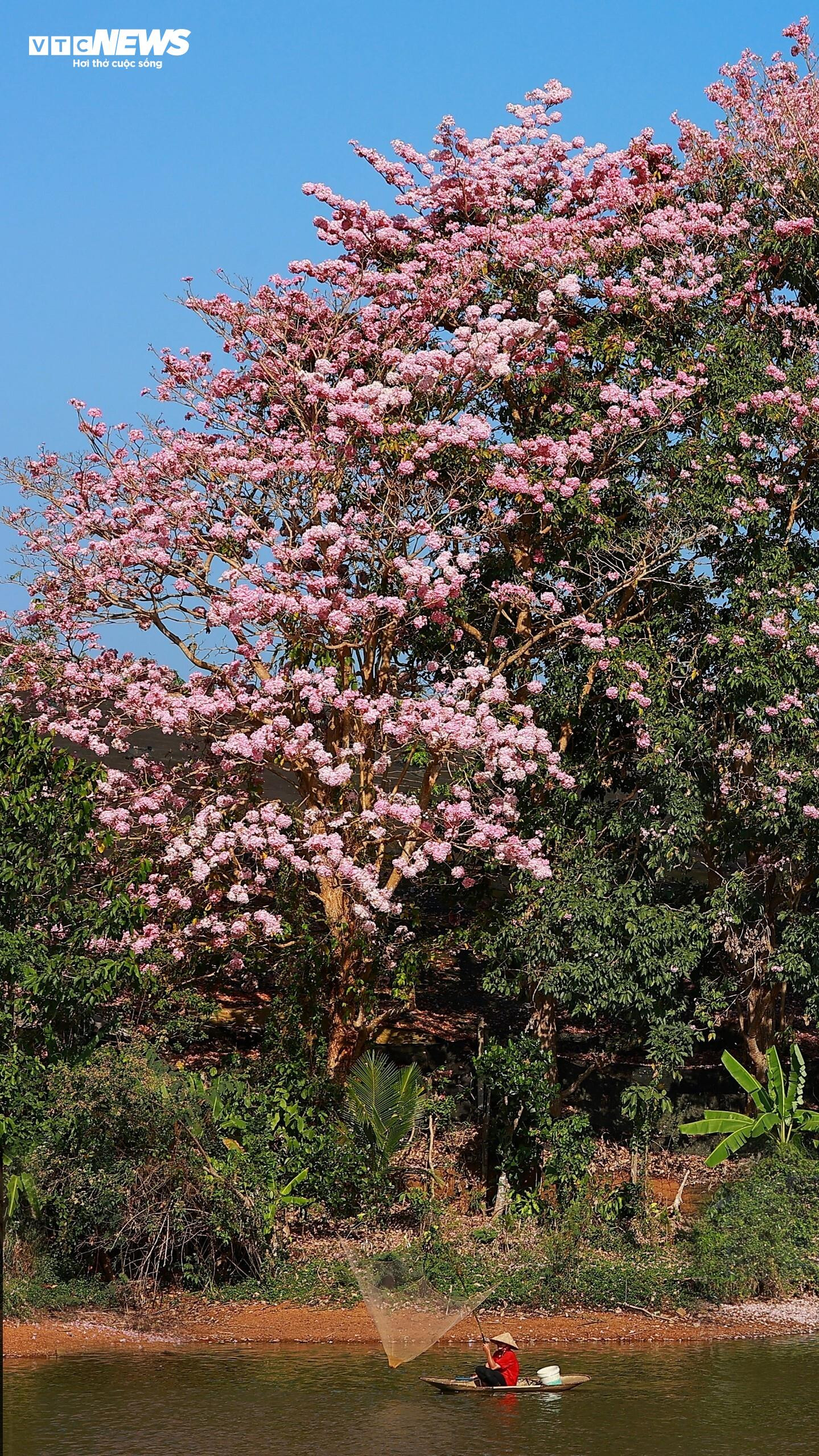 Hoa kèn hồng nở rộ, nhuộm thắm những cung đường ở Lâm Đồng - 5