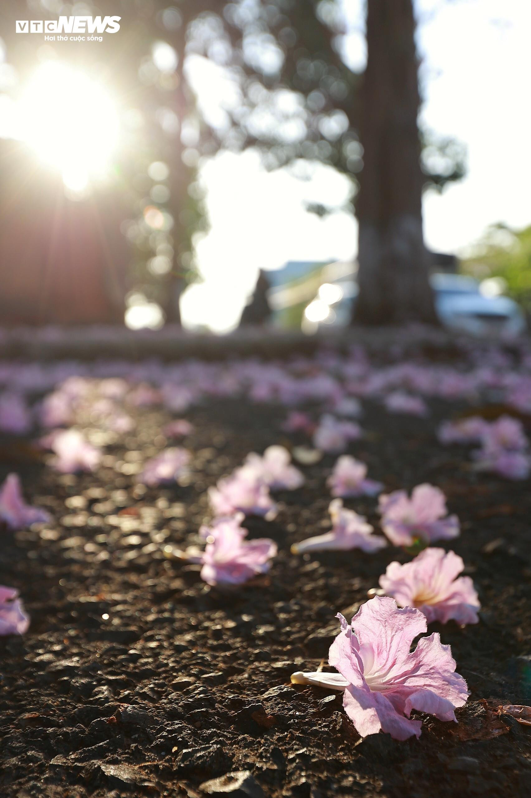 Hoa kèn hồng nở rộ, nhuộm thắm những cung đường ở Lâm Đồng - 9