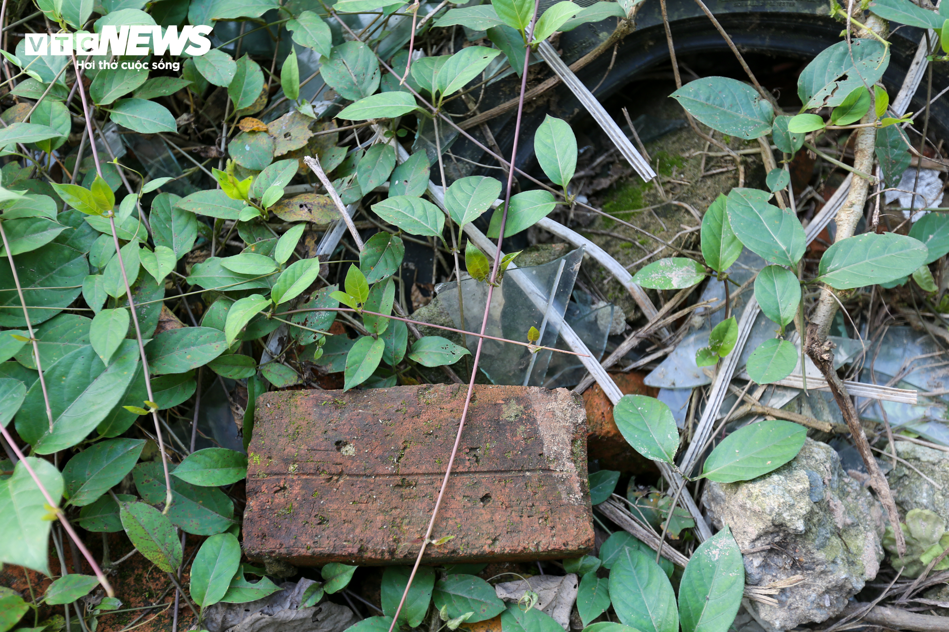 Dự án 1.200 tỷ đồng ở Hà Tĩnh trở thành nơi đàn bò gặm cỏ - 8