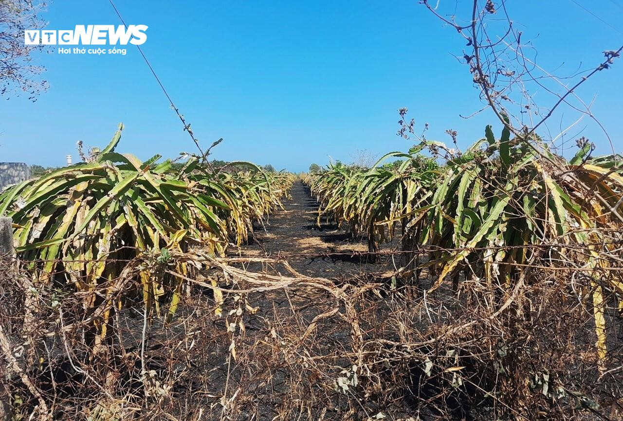 Cao điểm hạn hán tại Ninh Thuận, Bình Thuận: Hồ trơ đáy, cá chết khô - 13