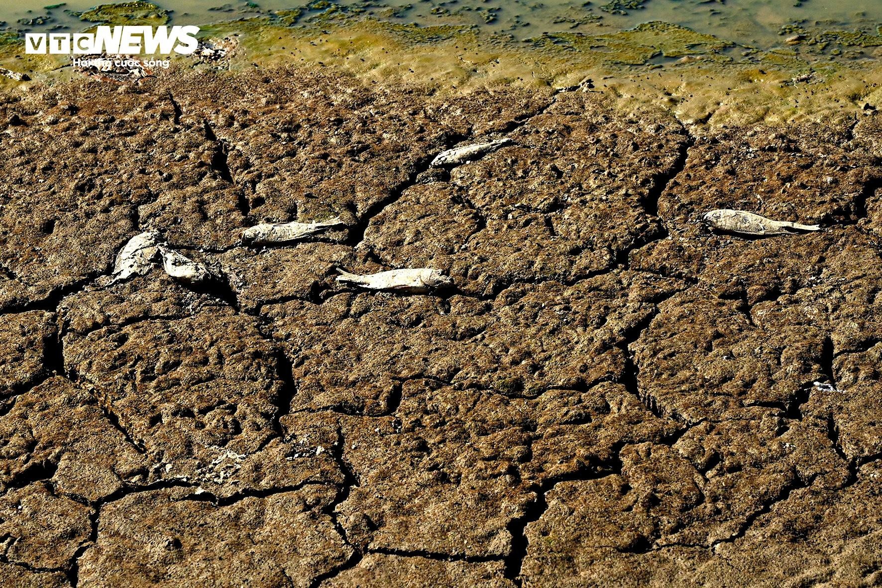 Cao điểm hạn hán tại Ninh Thuận, Bình Thuận: Hồ trơ đáy, cá chết khô - 3