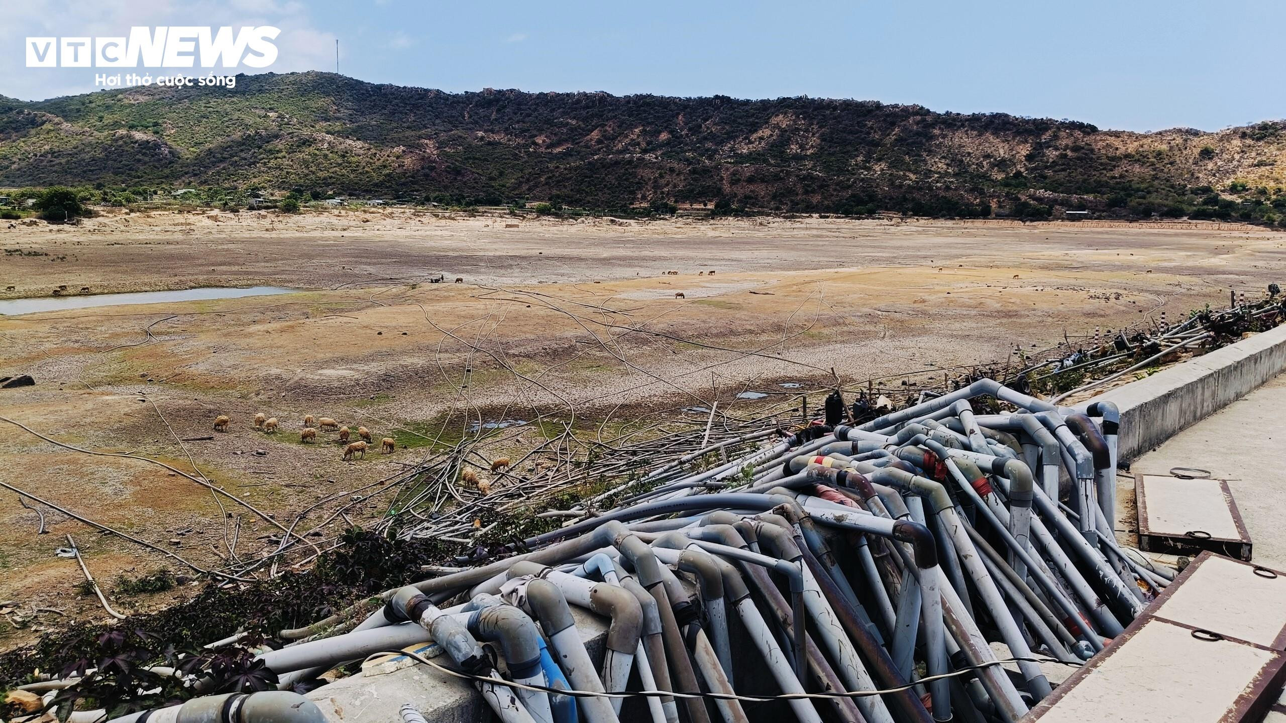 Cao điểm hạn hán tại Ninh Thuận, Bình Thuận: Hồ trơ đáy, cá chết khô - 10