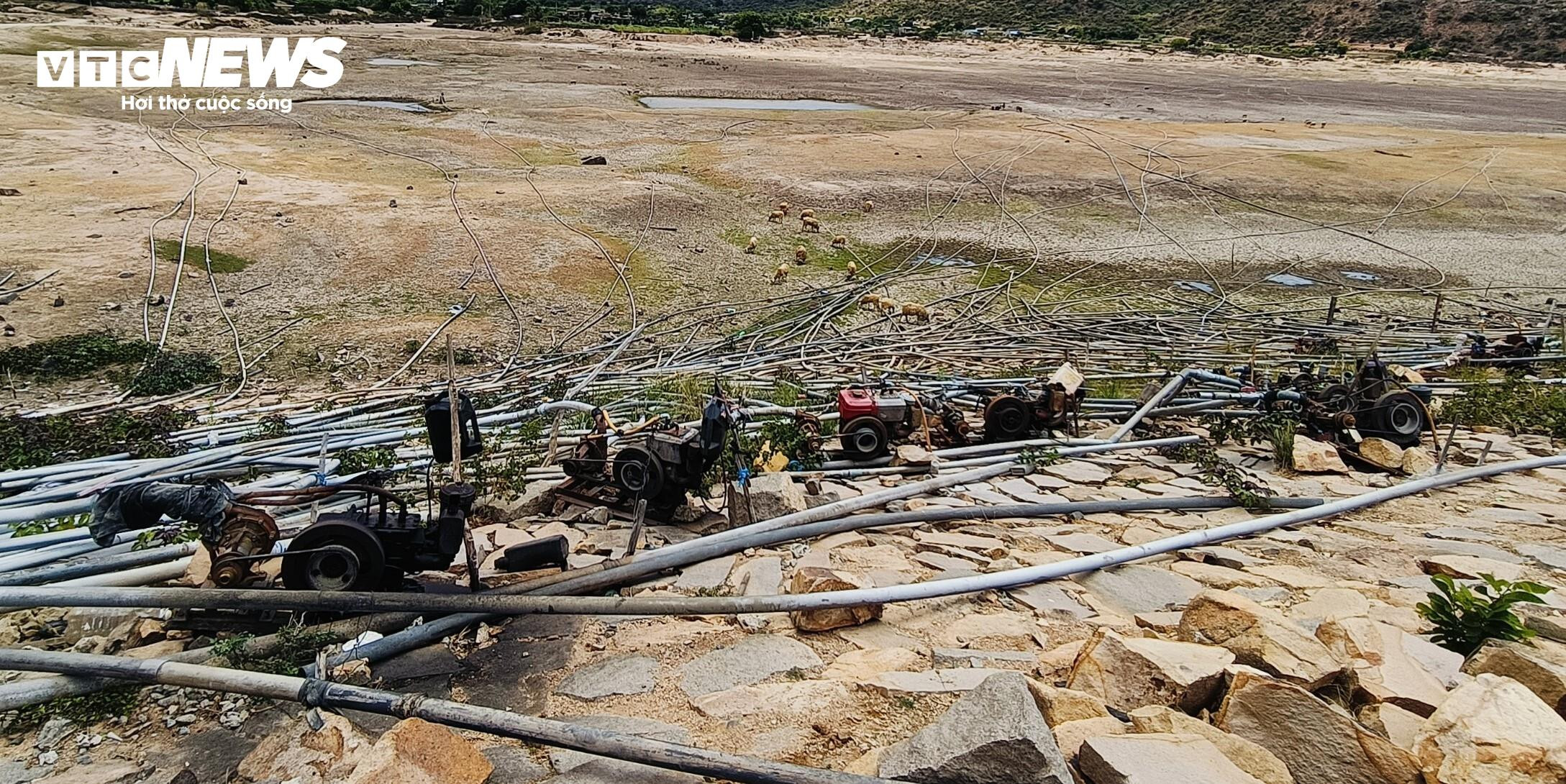 Cao điểm hạn hán tại Ninh Thuận, Bình Thuận: Hồ trơ đáy, cá chết khô - 12