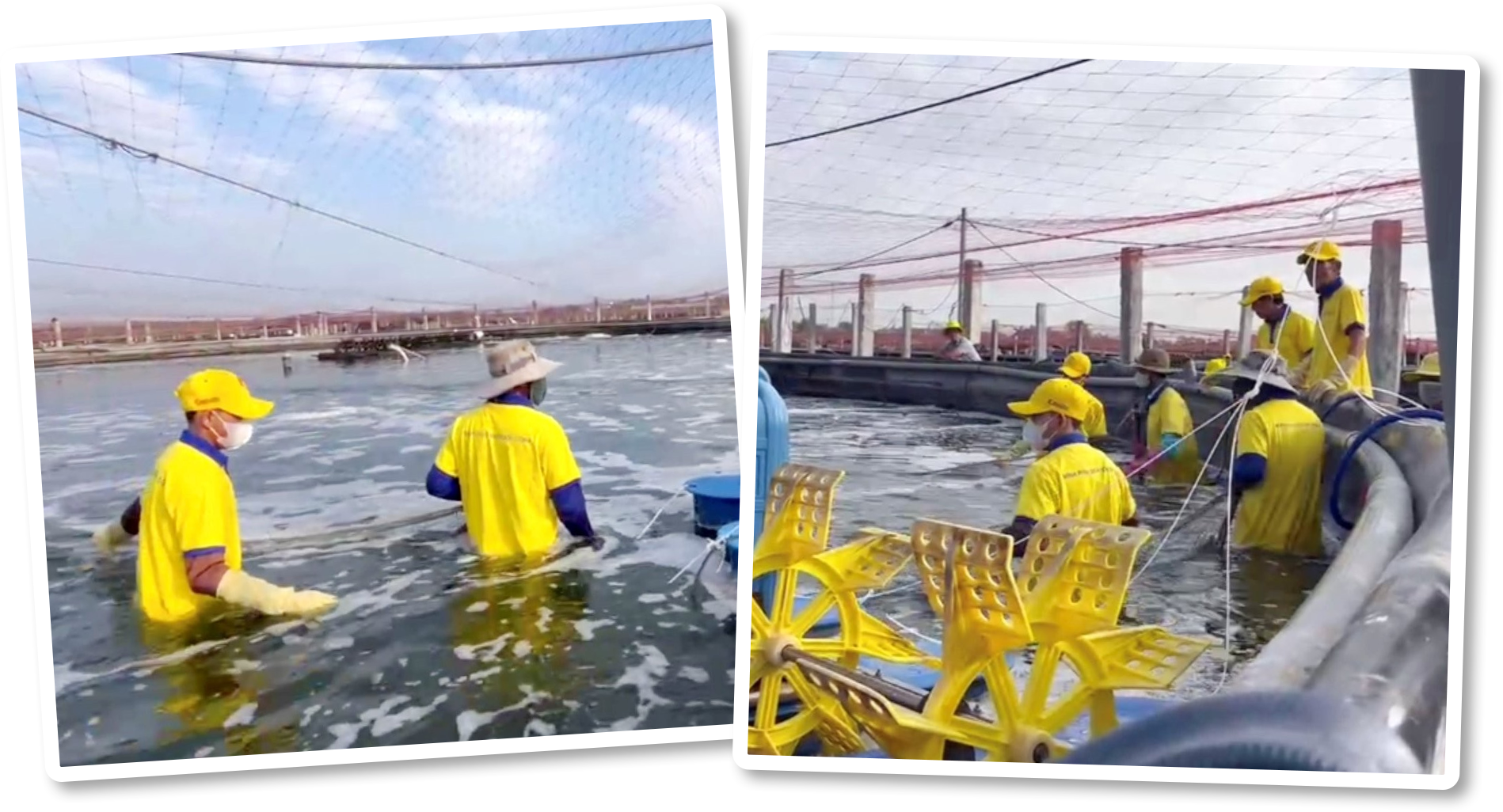 CEO 'vua tôm' Minh Phú: Thuyết phục người Việt ăn tôm sạch nhưng bất thành - 9