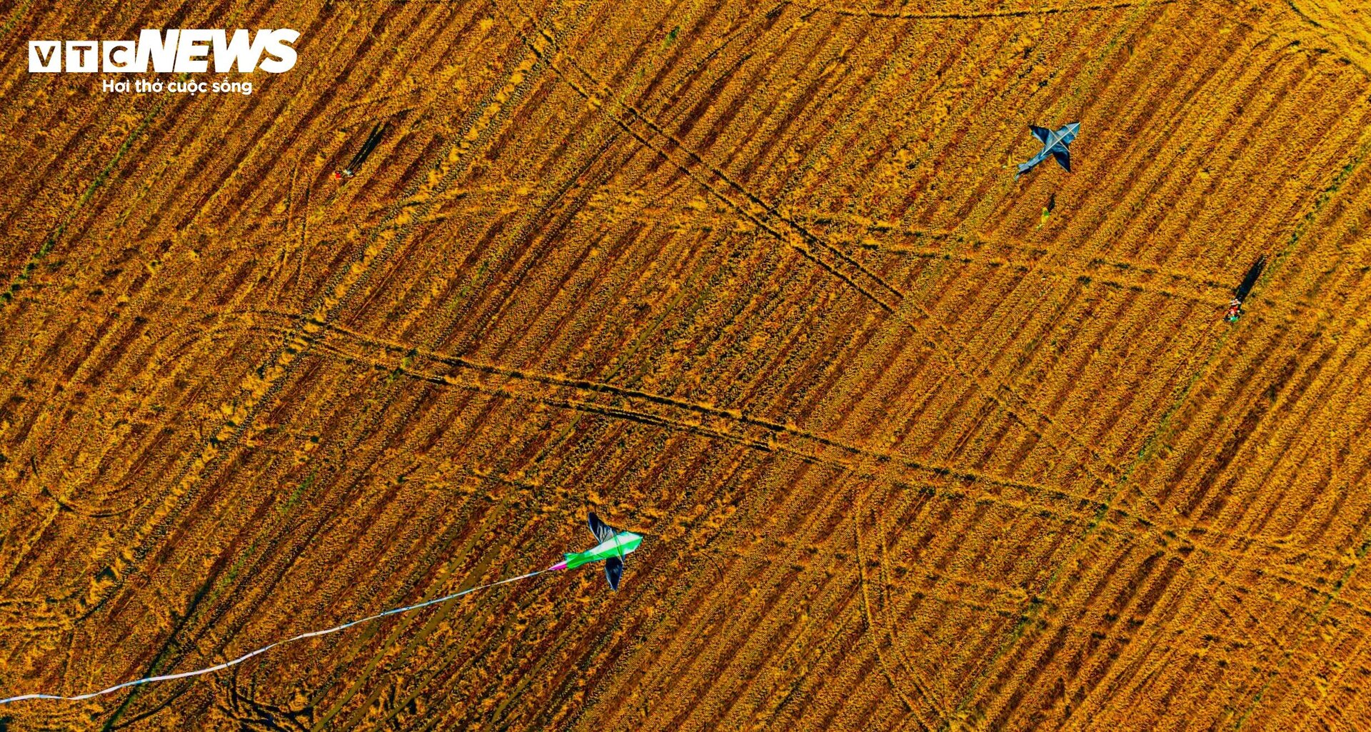 Ngắm 'mùa vàng' bình yên trên những cánh đồng lúa tại Bình Định - 11