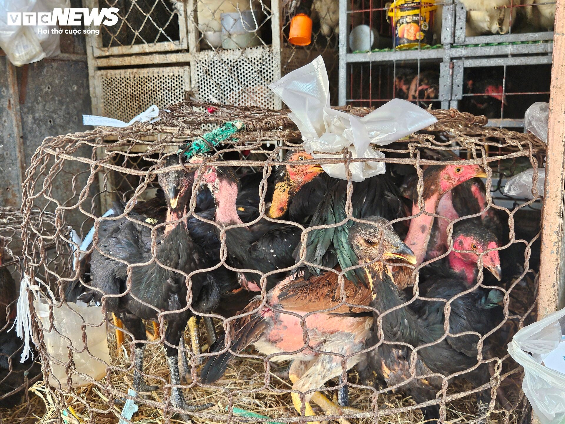 Nha Trang sau các vụ ngộ độc: Quán gà đóng cửa, cổng trường vắng hàng rong  - 9