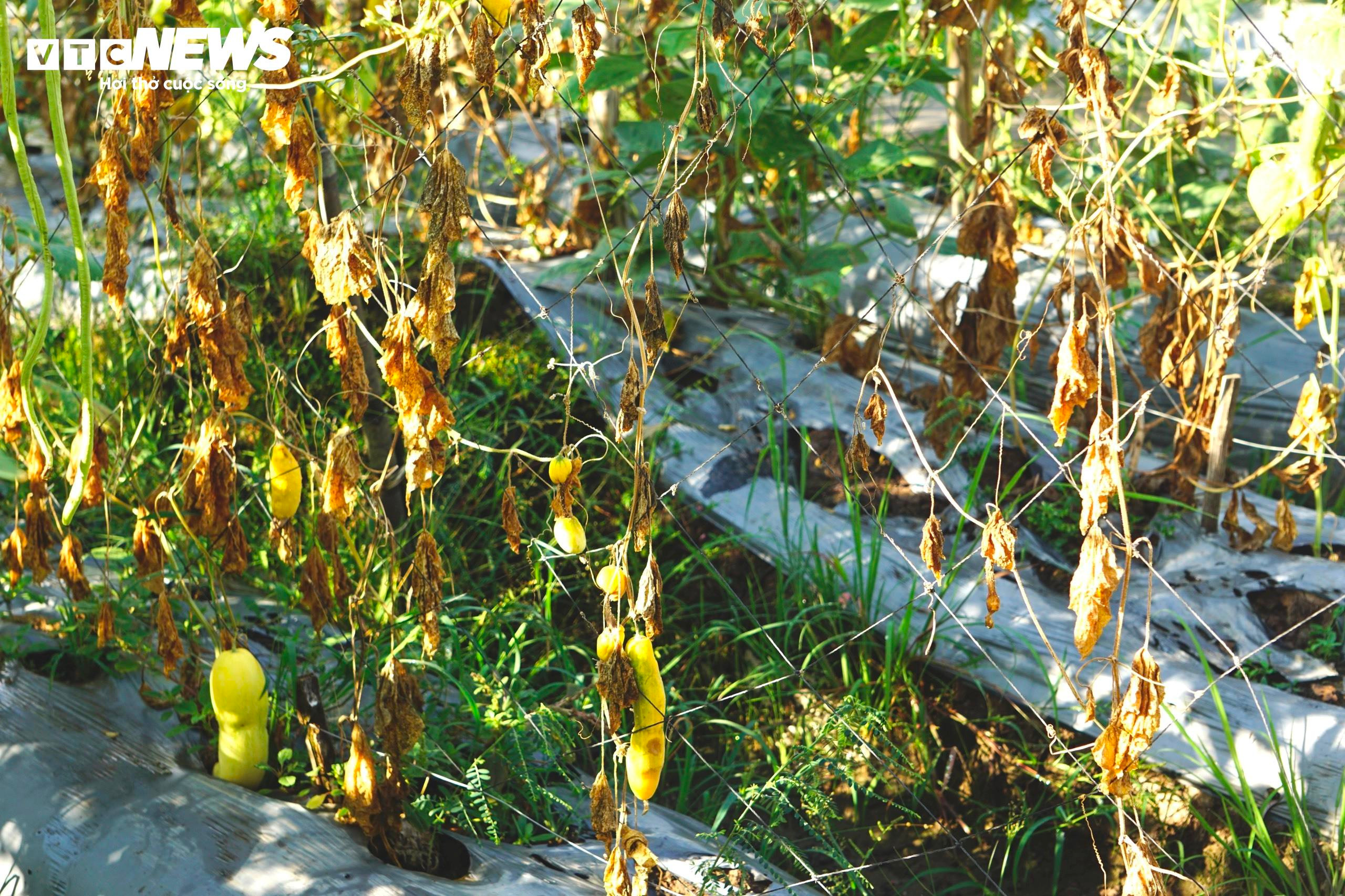 Kênh, rạch cạn khô, đường nứt toác giữa tâm vùng hạn mặn Cà Mau - 15