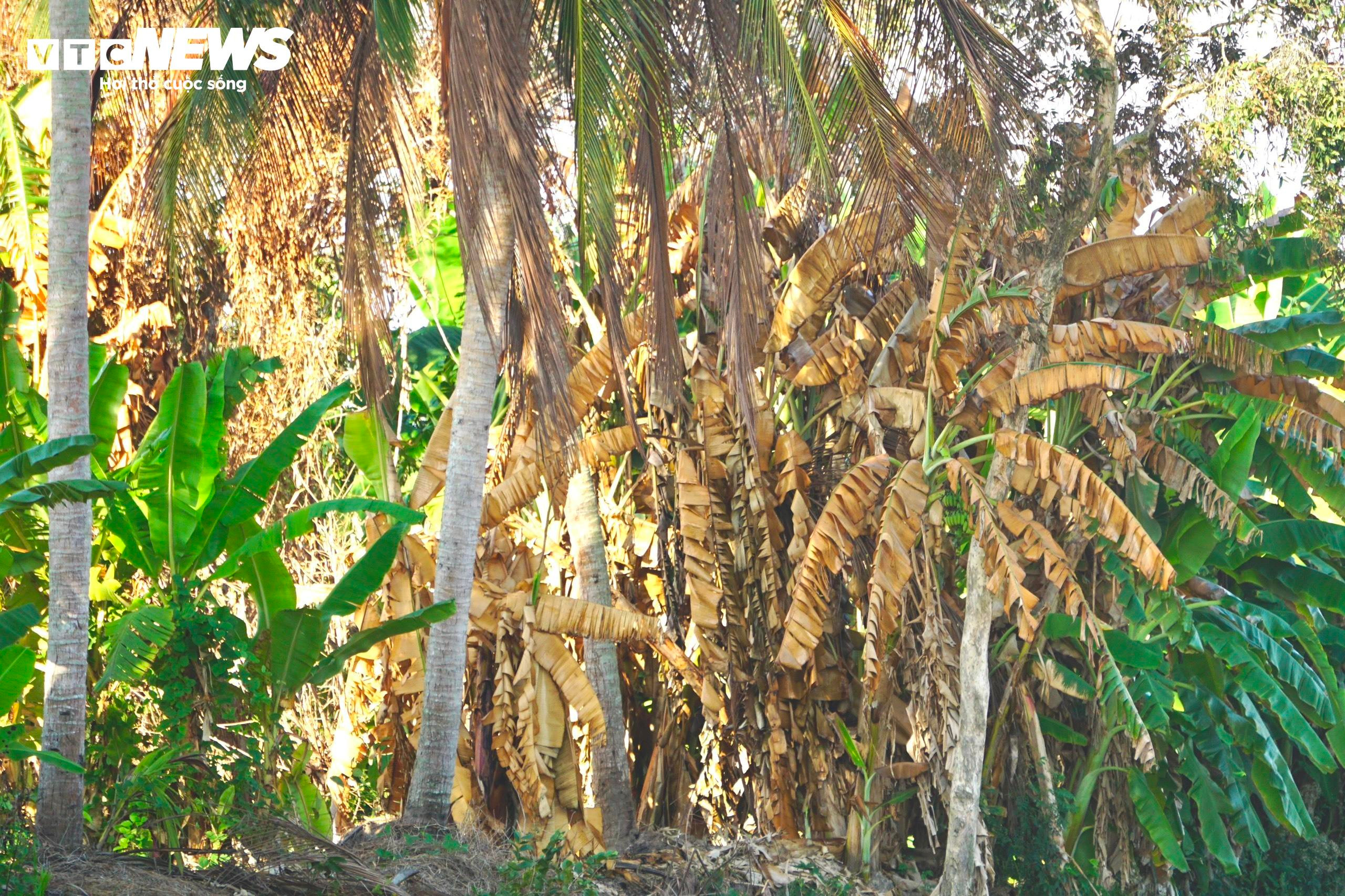 Kênh, rạch cạn khô, đường nứt toác giữa tâm vùng hạn mặn Cà Mau - 14