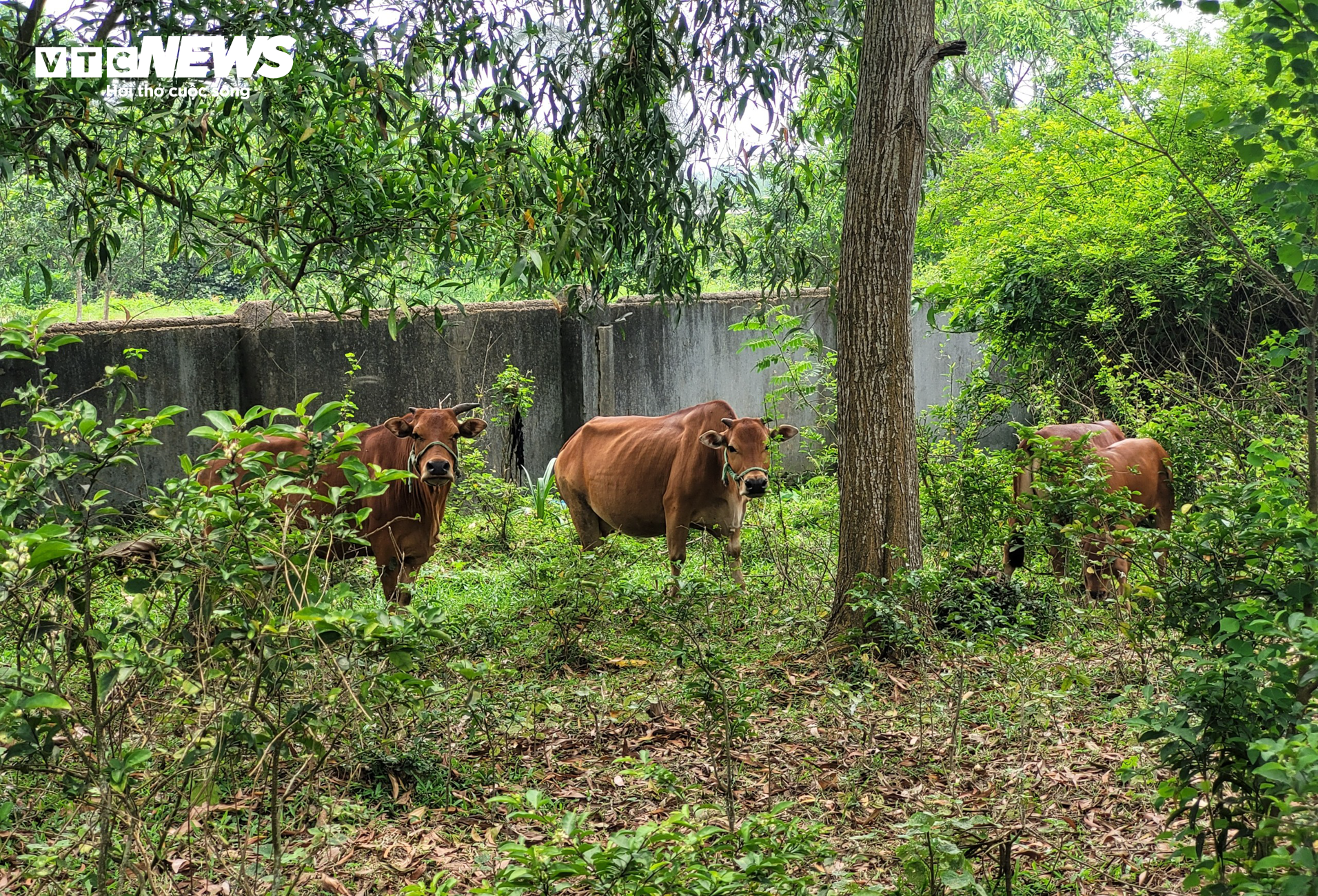 Cảnh u ám bên trong trung tâm chữa bệnh của ‘thần y’ Võ Hoàng Yên ở Hà Tĩnh - 13