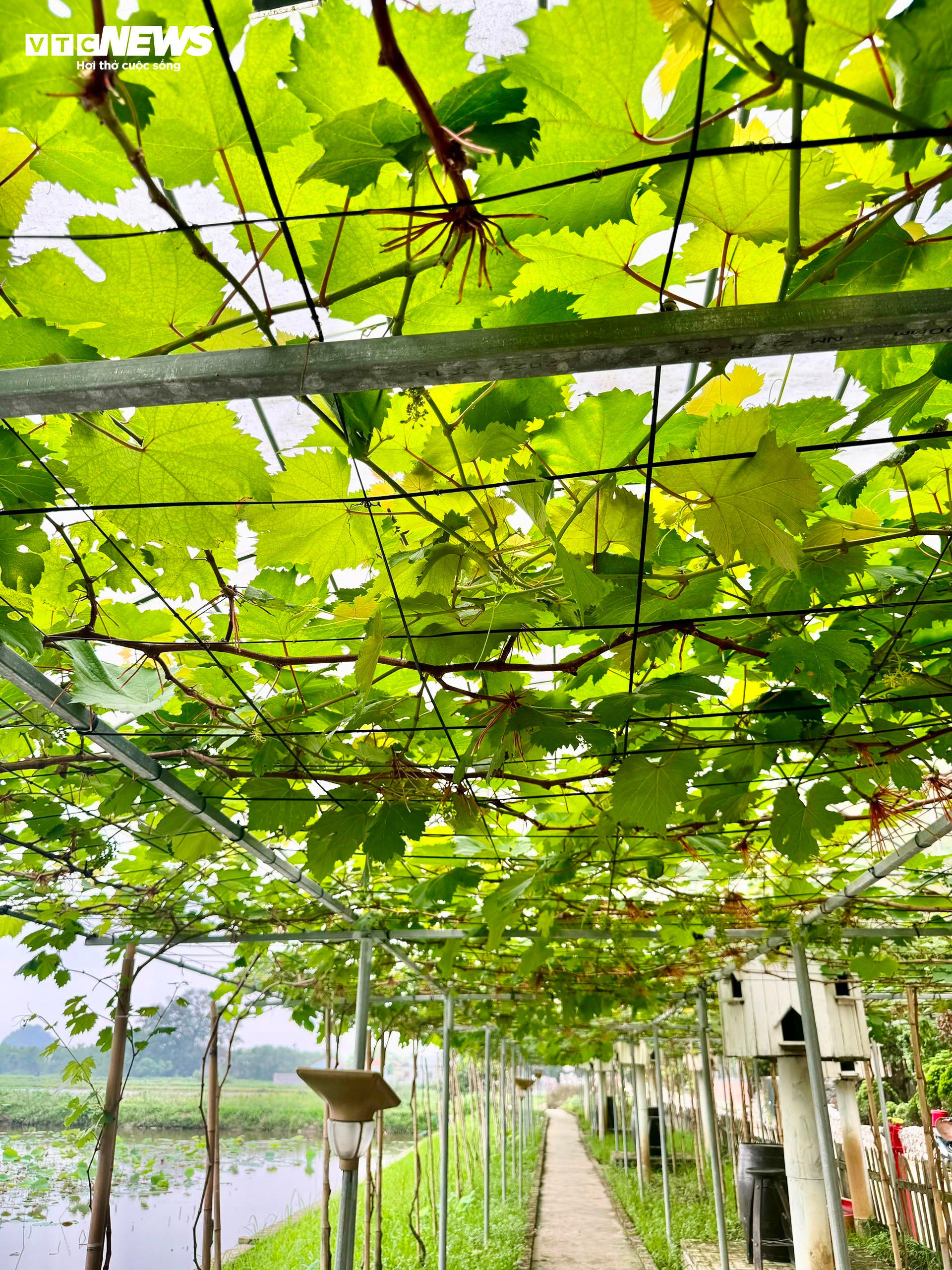 Những điều thu hút bạn trẻ ở 'thánh địa check in' Hang Múa dịp lễ 30/4-1/5 - 10