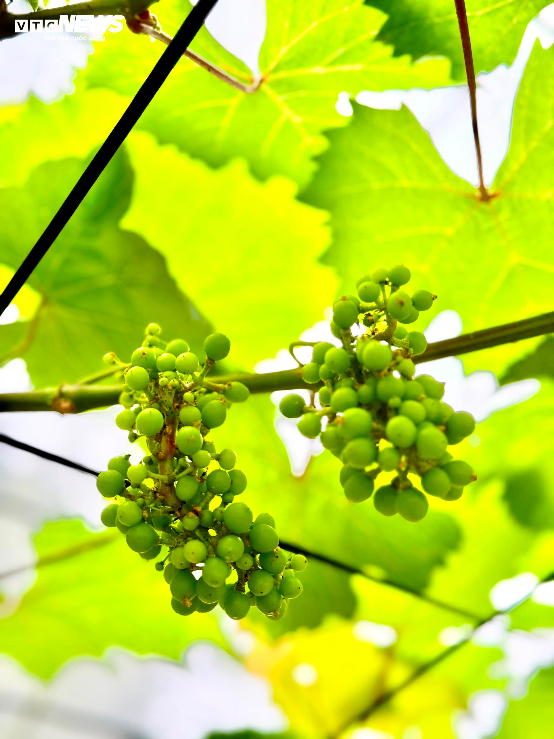 Những điều thu hút bạn trẻ ở 'thánh địa check in' Hang Múa dịp lễ 30/4-1/5 - 11