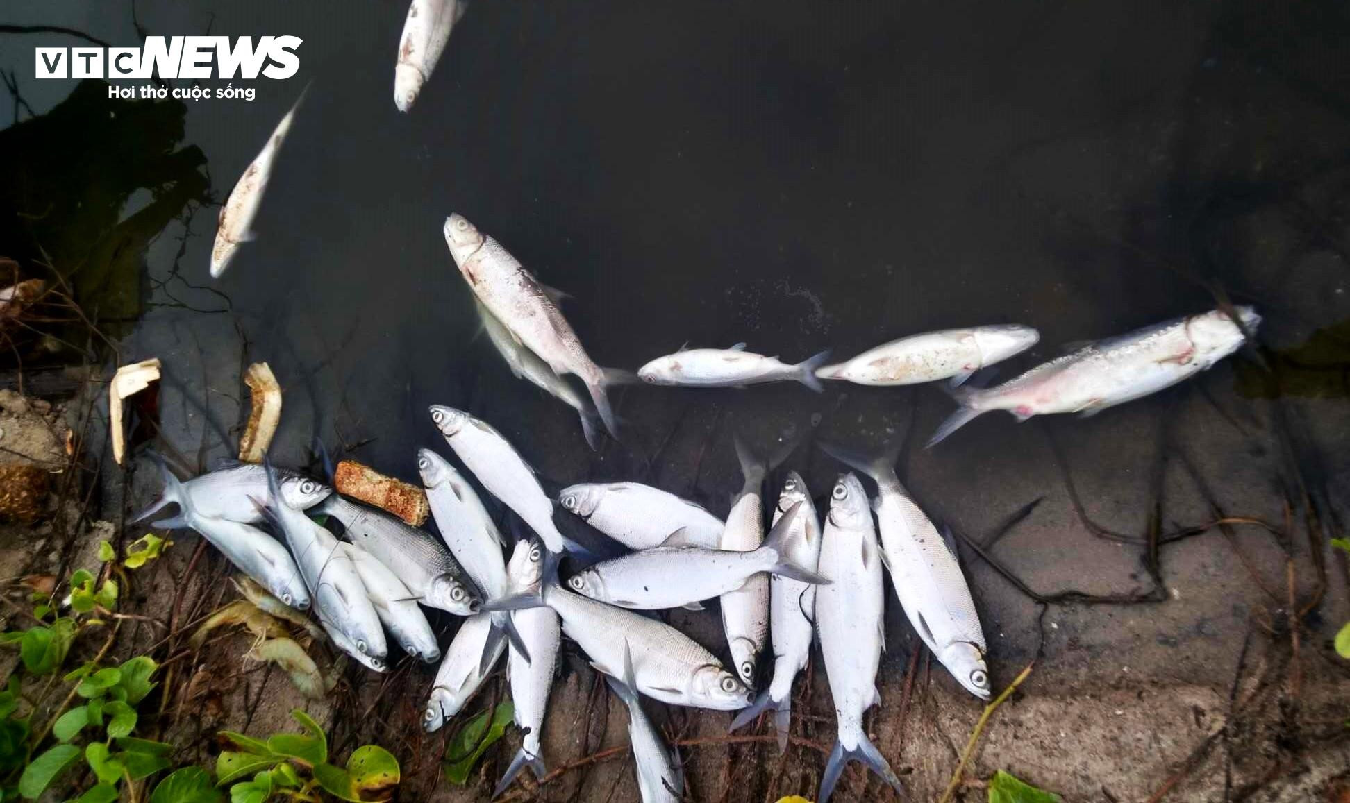 Bình Định: Sơ chế mực xà 'nhuộm đen' dòng nước, dân vật vã ngửi mùi thum thủm - 13