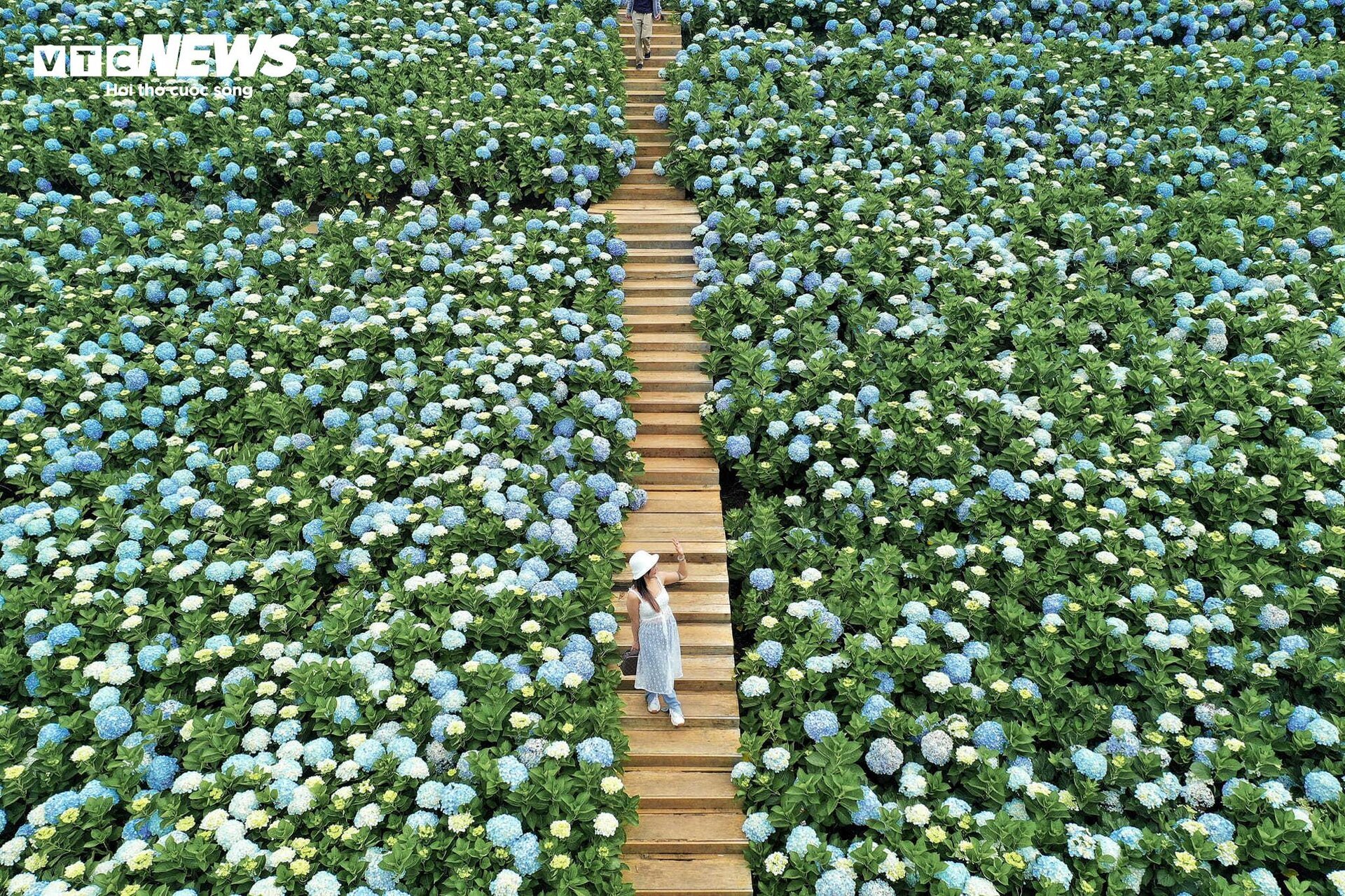 Mê mẩn cánh đồng hoa cẩm tú cầu rộng 3.000 m2 ở Đà Lạt đẹp như cổ tích - 2