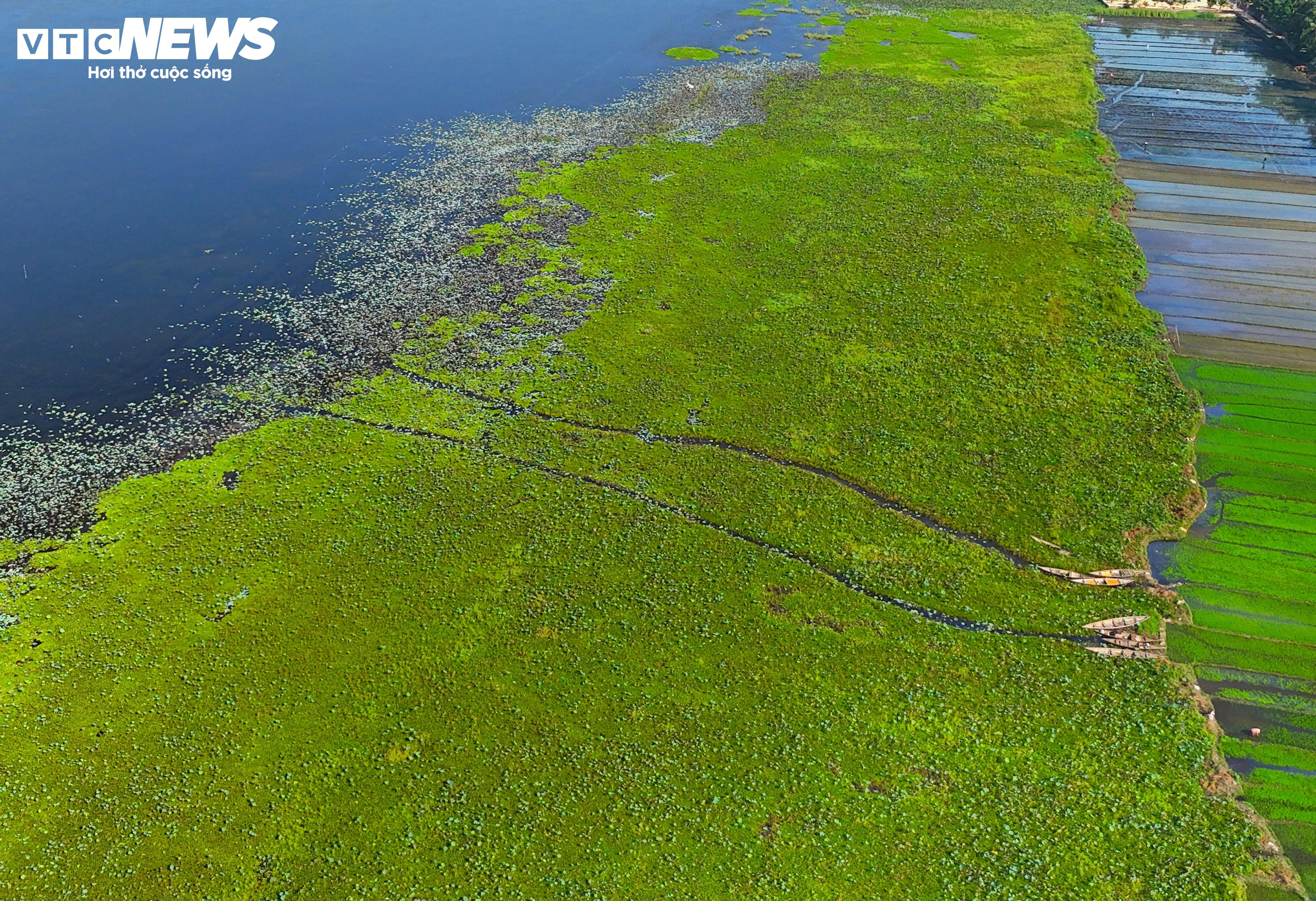 Mặc nắng nóng, du khách mê mải check-in tại đầm sen tự nhiên lớn nhất Bình Định - 1