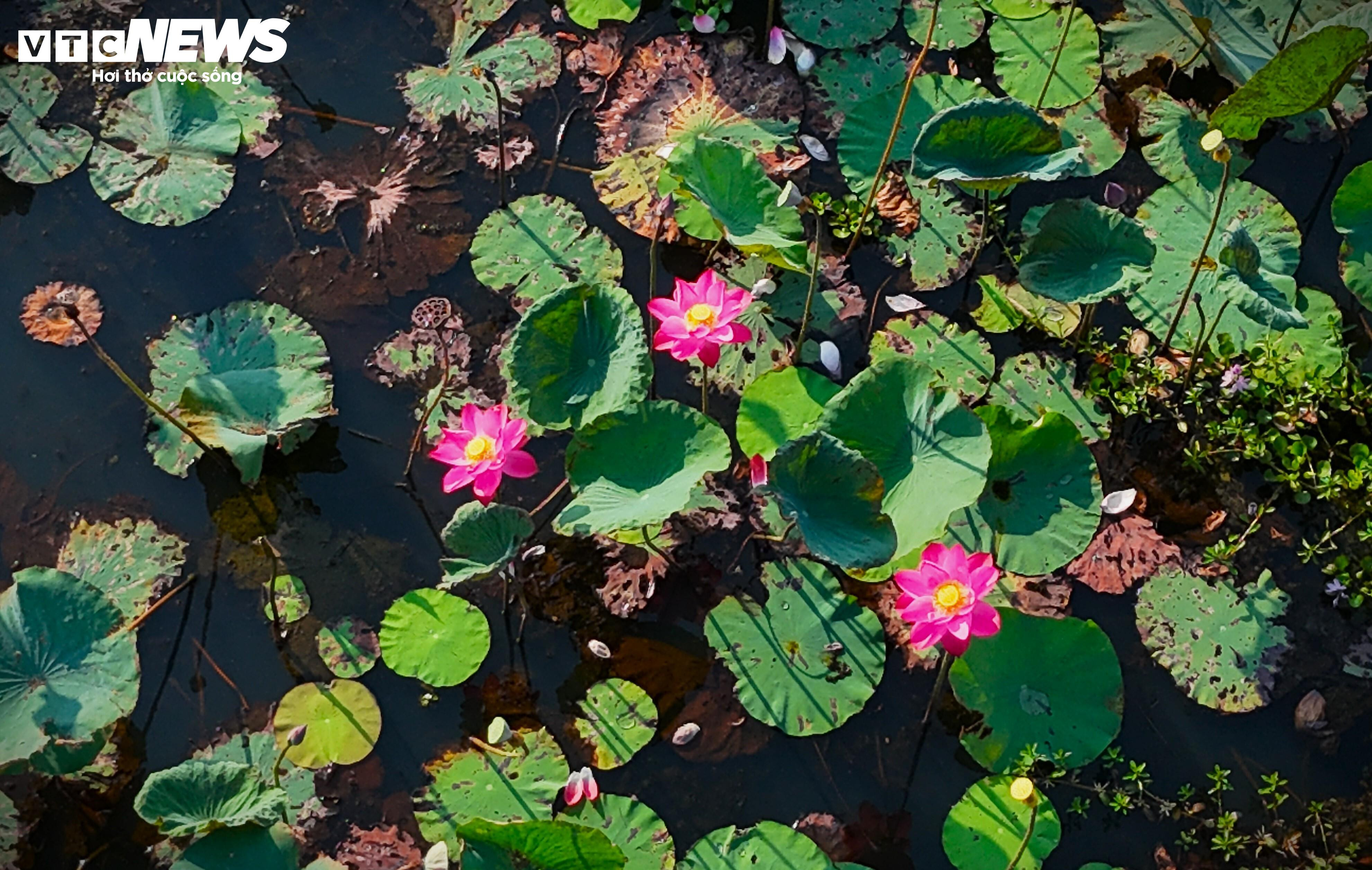 Mặc nắng nóng, du khách mê mải check-in tại đầm sen tự nhiên lớn nhất Bình Định - 9