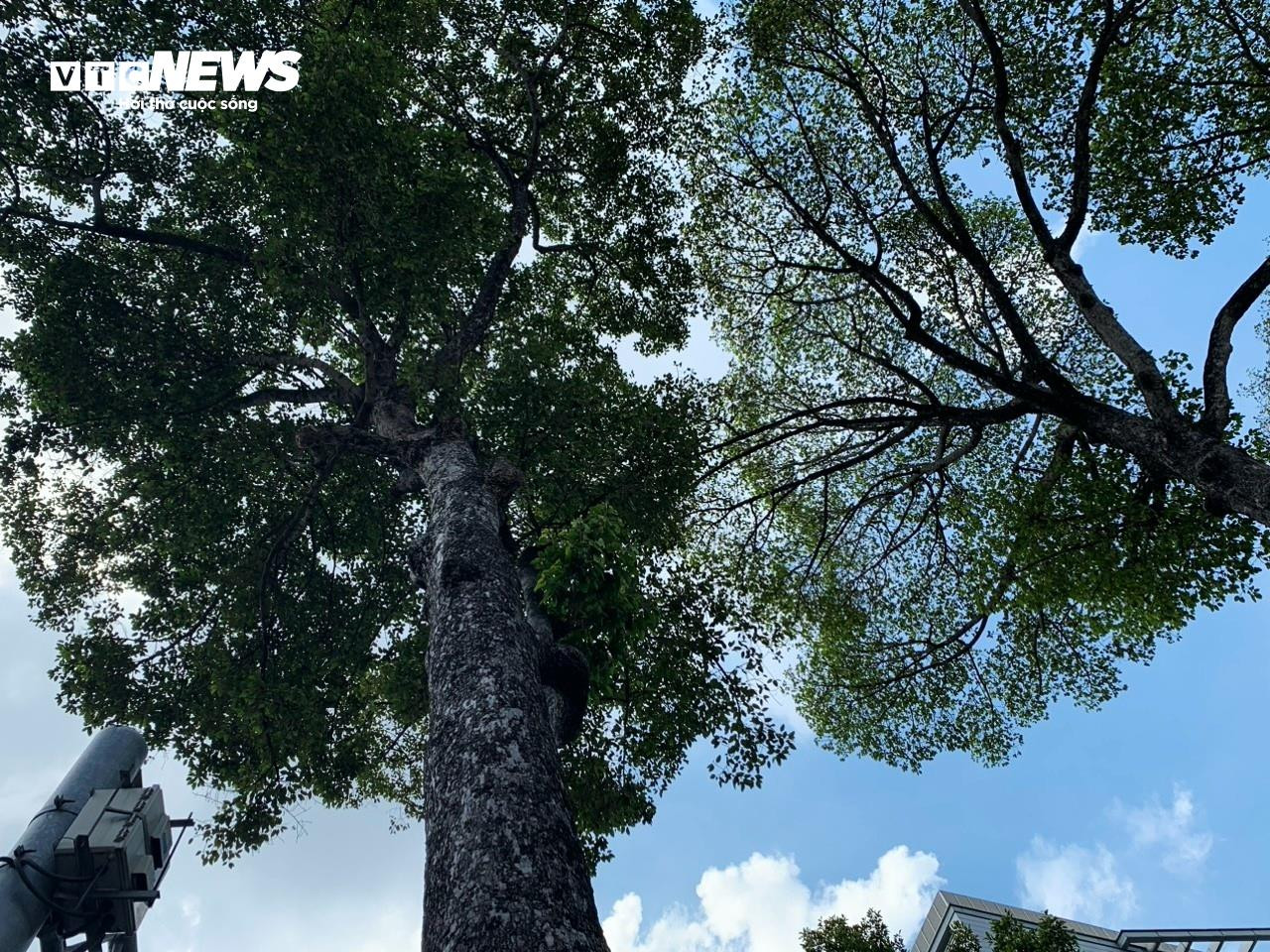 Cận cảnh hơn 400 cây xanh sắp bị đốn hạ làm tuyến Metro số 2 ở TP.HCM - 7