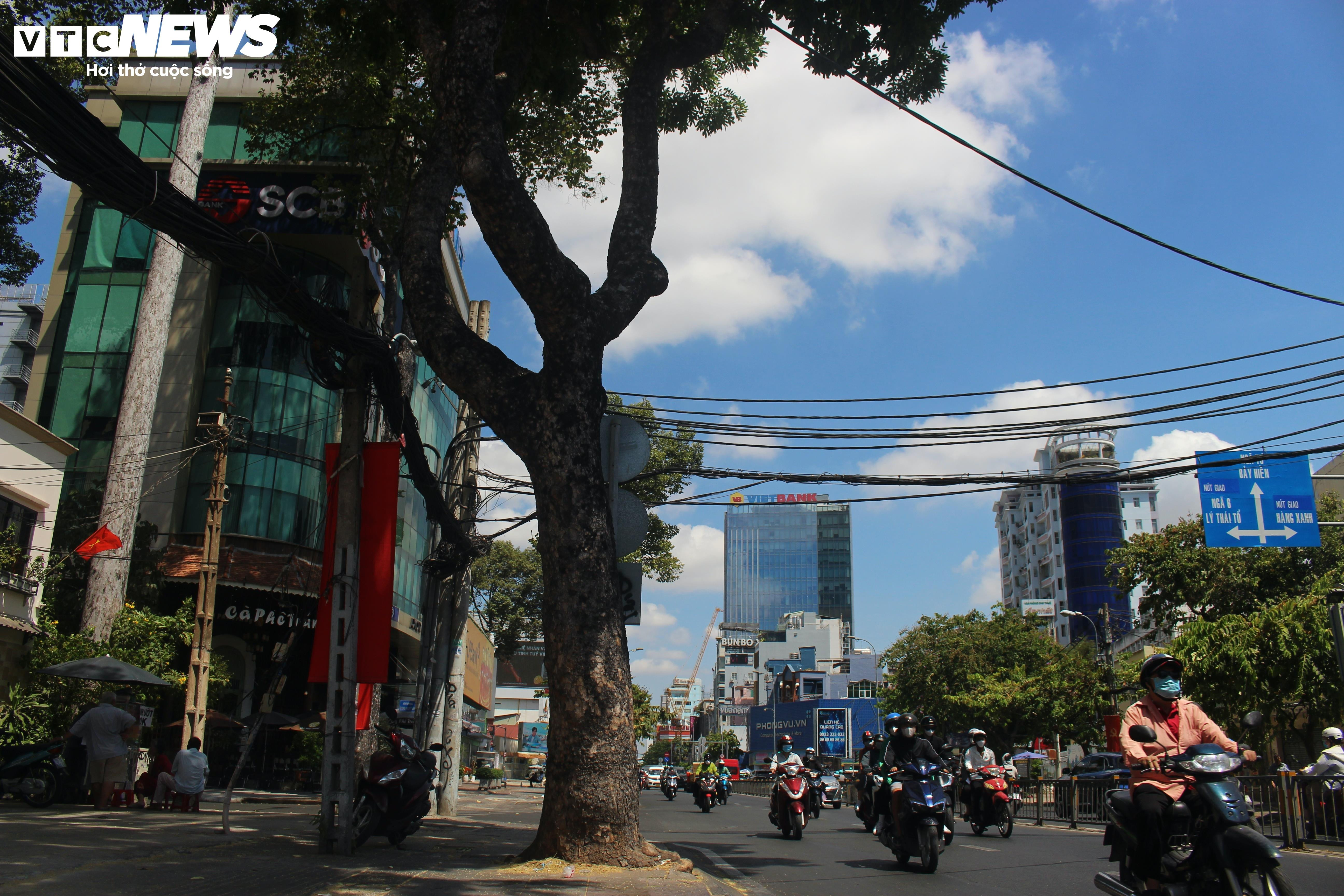 Cận cảnh hơn 400 cây xanh sắp bị đốn hạ làm tuyến Metro số 2 ở TP.HCM - 8