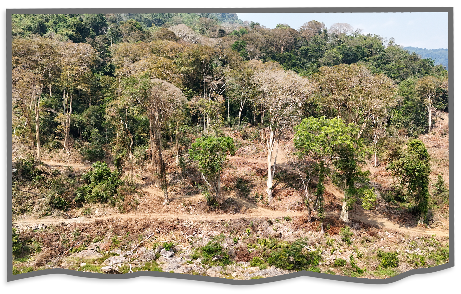 Thú chơi cây trăm tuổi của đại gia: Vì sao đại thụ rời rừng trót lọt? - 4