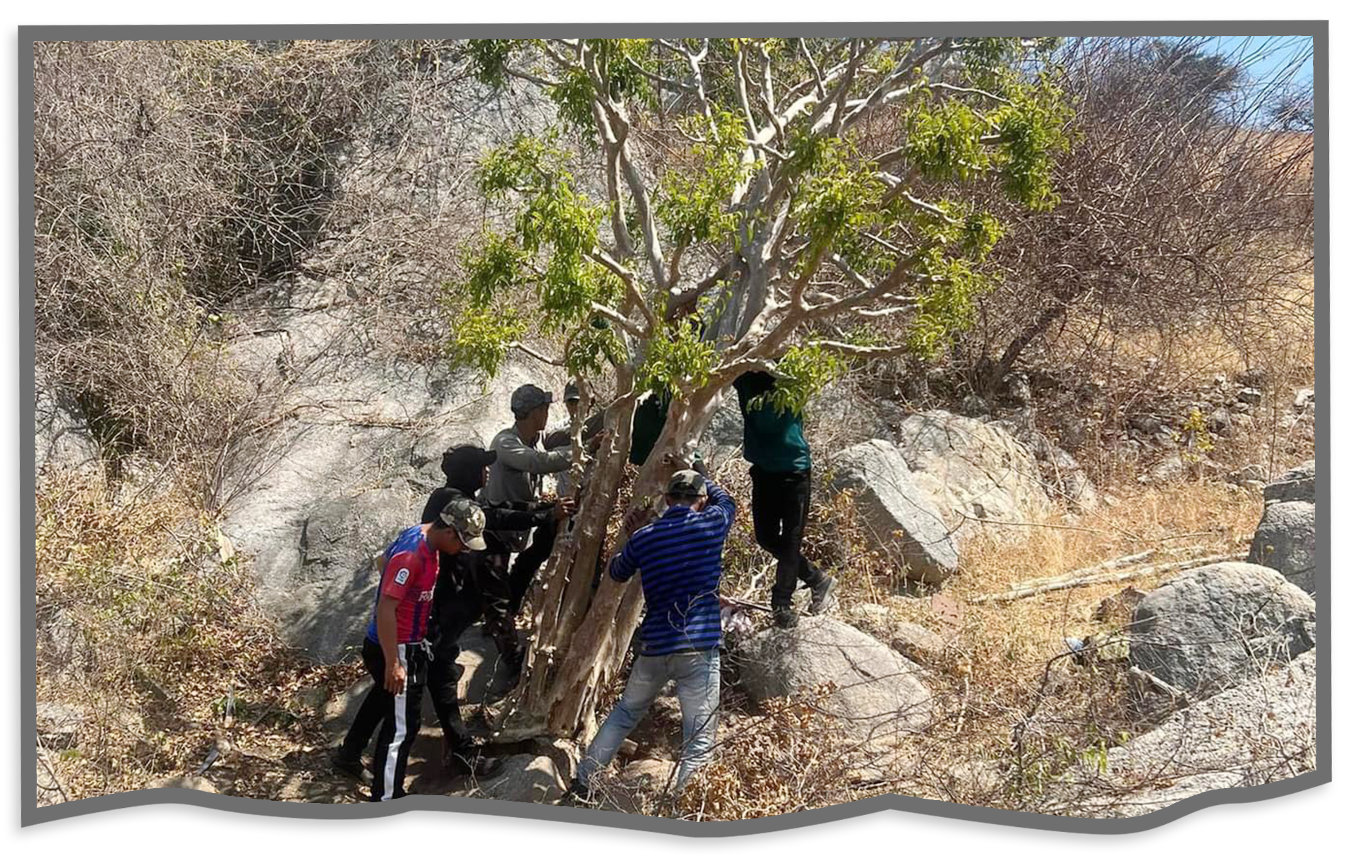 Bứng cây trăm tuổi từ rừng về làm cảnh: Đẹp nhà đại gia, xót xa rừng thẳm - 5