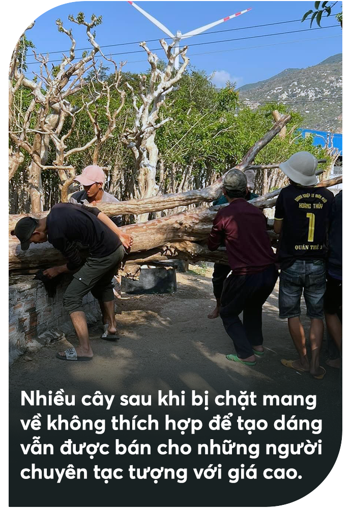 Bứng cây trăm tuổi từ rừng về làm cảnh: Đẹp nhà đại gia, xót xa rừng thẳm - 7