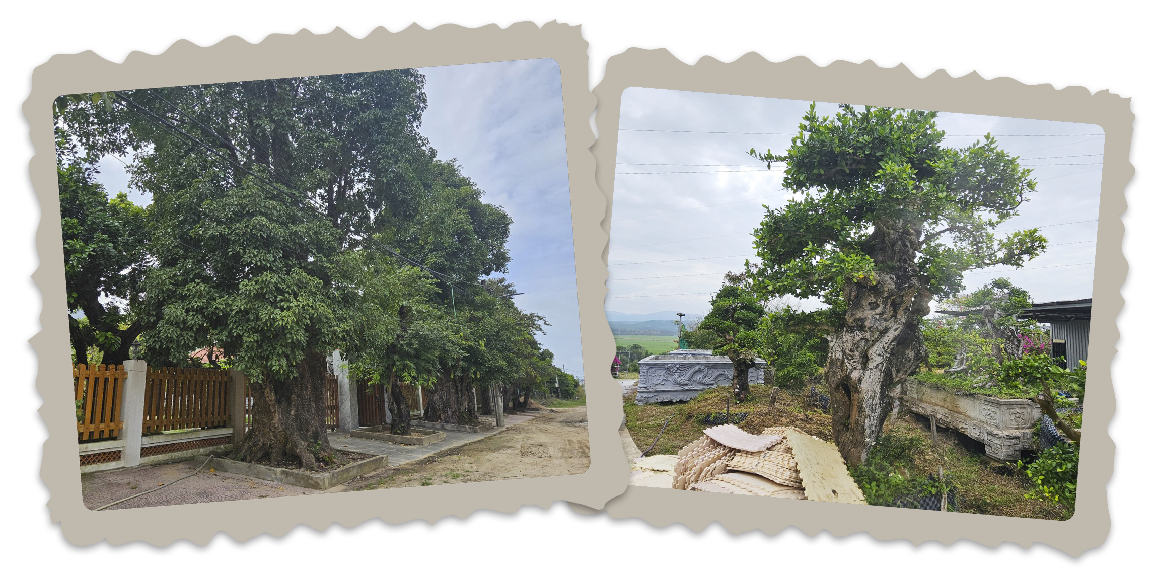 Bứng cây trăm tuổi từ rừng về làm cảnh: Đẹp nhà đại gia, xót xa rừng thẳm - 9