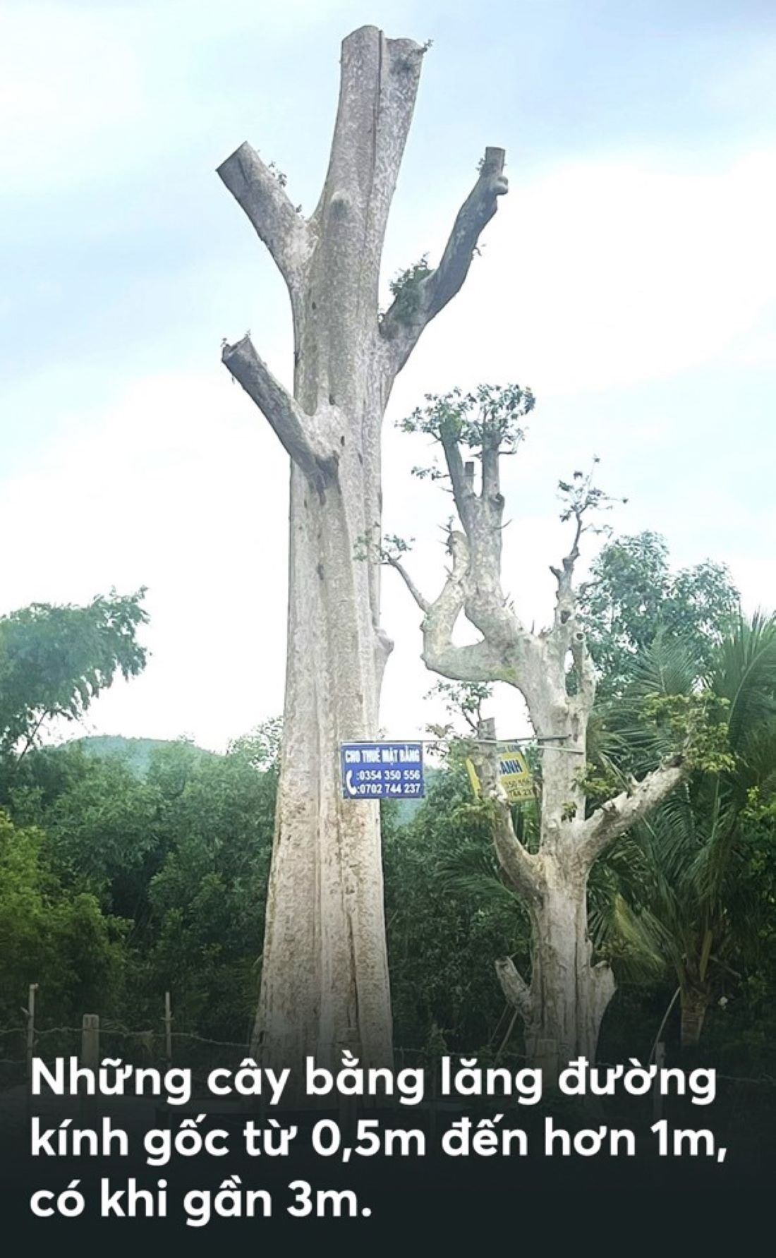 Bứng cây trăm tuổi từ rừng về nhà: Đại gia 'làm ma' đại thụ - 3