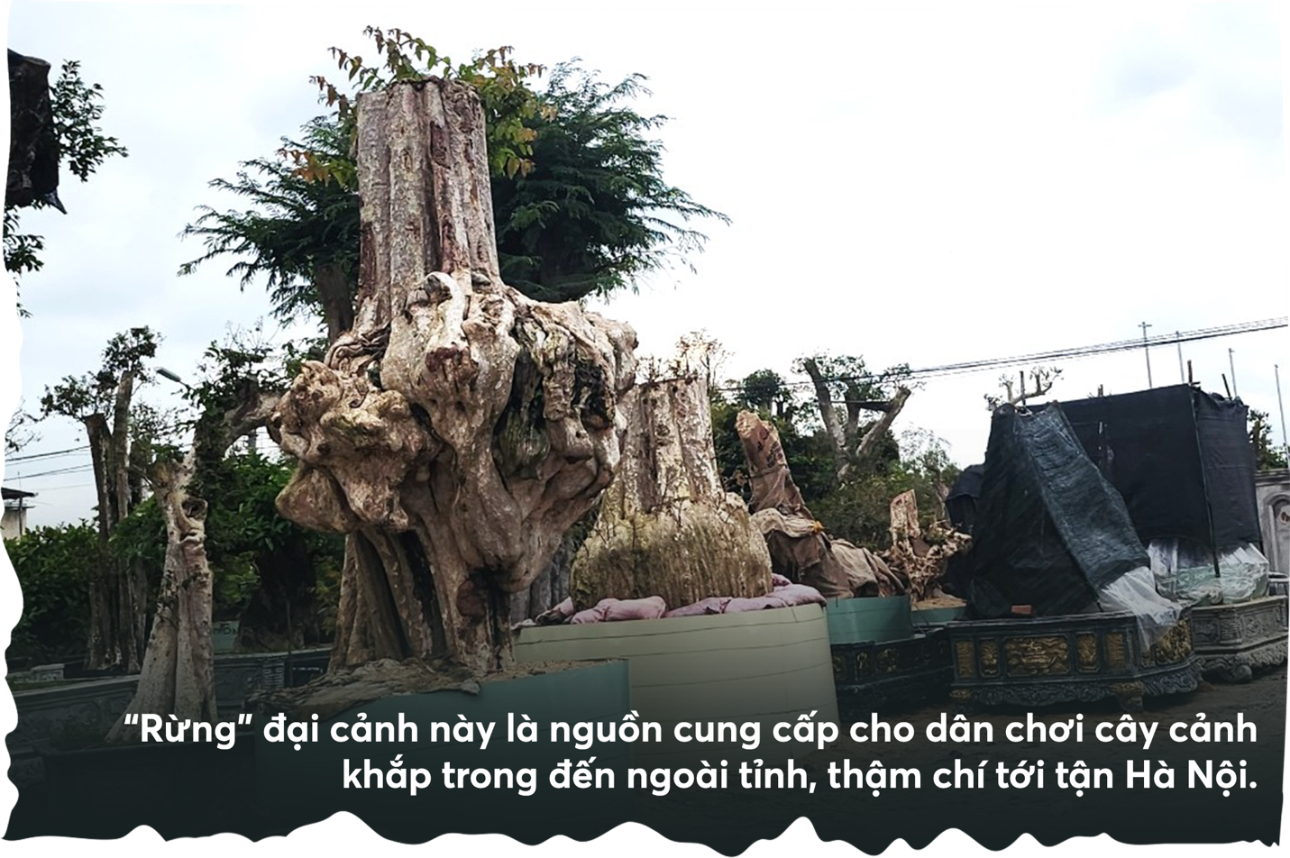 Bứng cây trăm tuổi từ rừng về nhà: Đại gia 'làm ma' đại thụ - 2