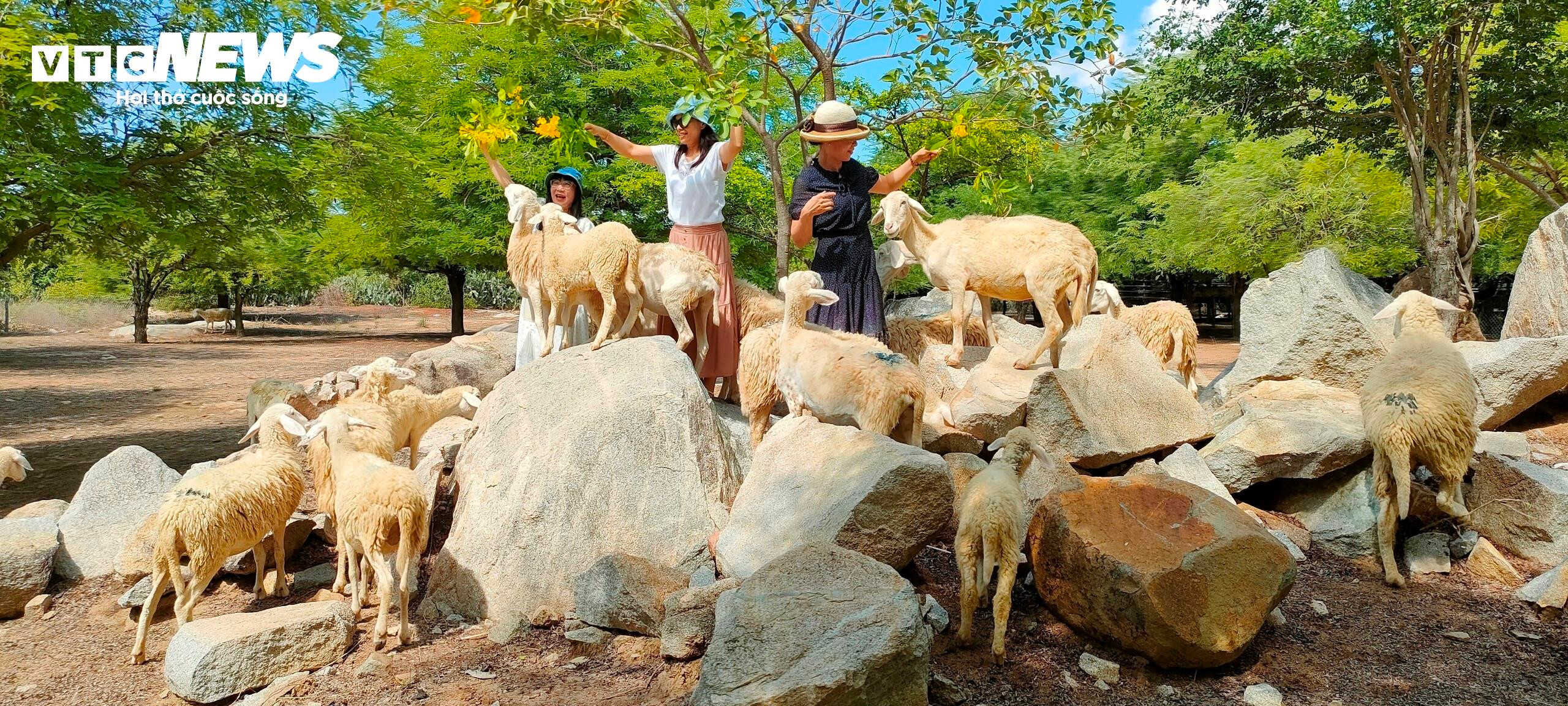 Biến 'nắng như rang, gió như phang' thành sự giàu có - 5