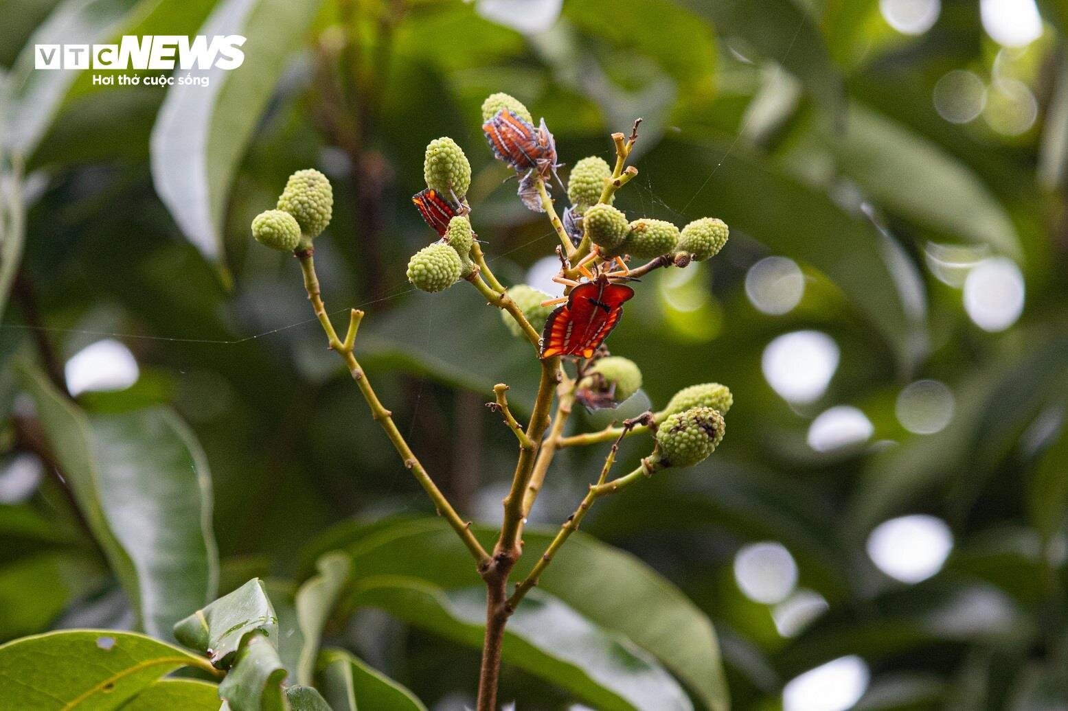 Mùa vải buồn ở Bắc Giang, mất nghìn tỷ đồng vì cây ‘chột’ hoa - 3