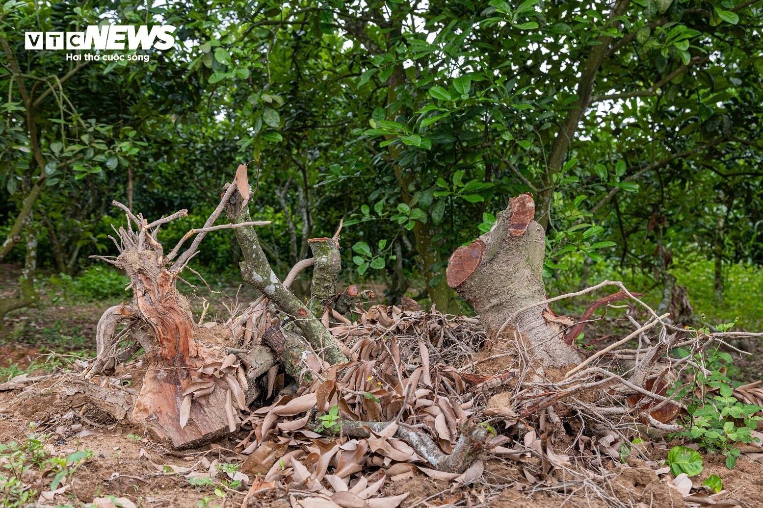 Mùa vải buồn ở Bắc Giang, mất nghìn tỷ đồng vì cây ‘chột’ hoa - 2