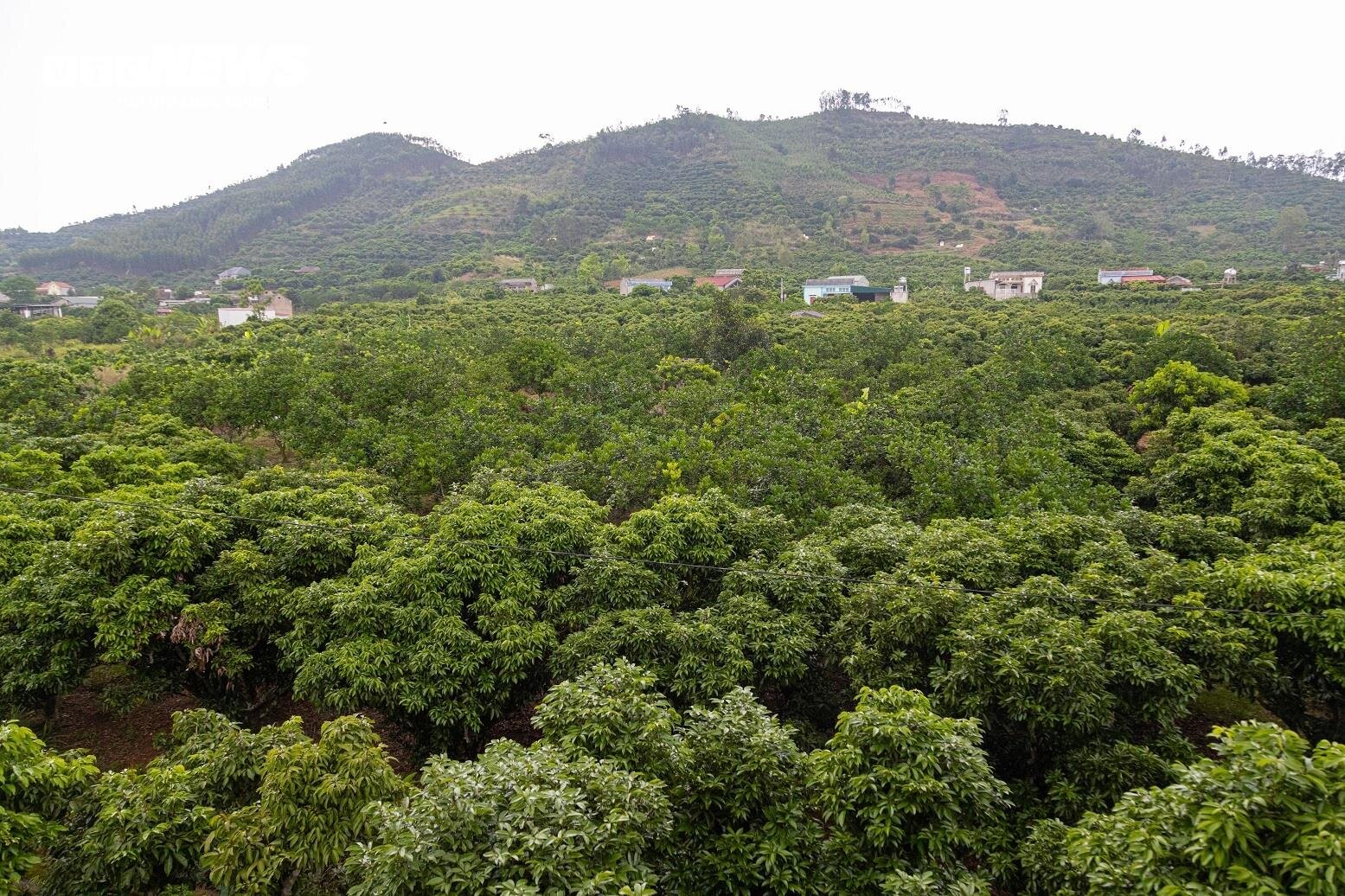 Mùa vải buồn ở Bắc Giang, mất nghìn tỷ đồng vì cây ‘chột’ hoa - 5