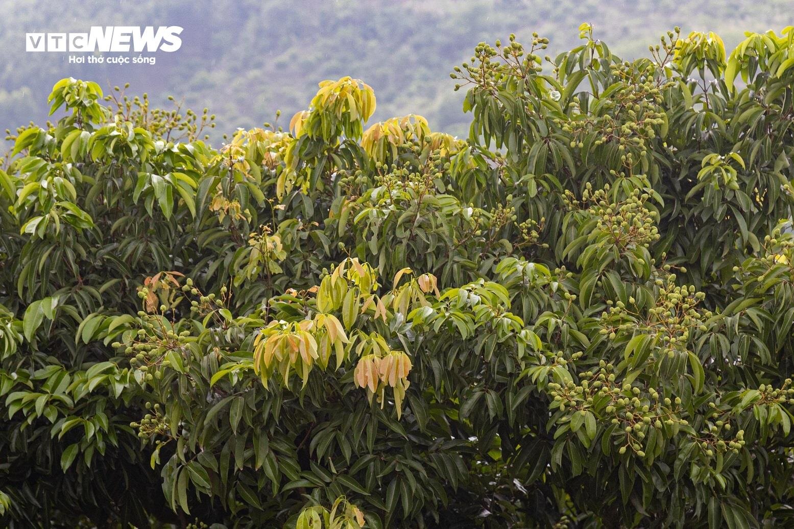 Mùa vải buồn ở Bắc Giang, mất nghìn tỷ đồng vì cây ‘chột’ hoa - 8