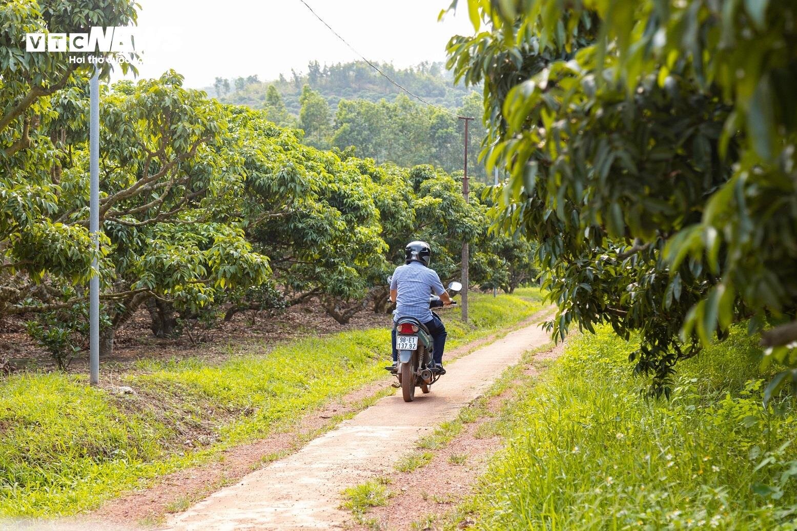 Mùa vải buồn ở Bắc Giang, mất nghìn tỷ đồng vì cây ‘chột’ hoa - 11