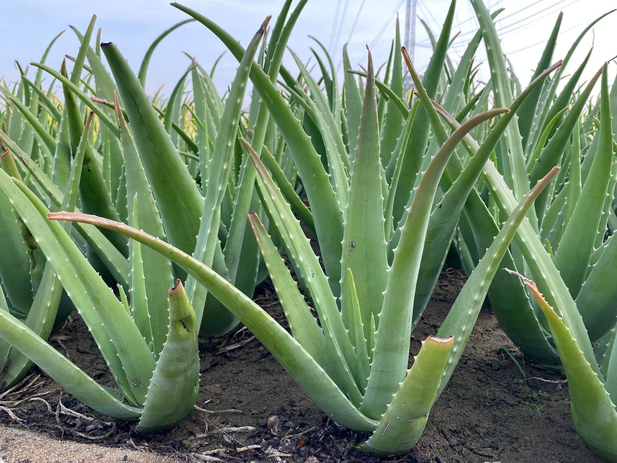 Biến 'nắng như rang, gió như phang' thành sự giàu có - 2