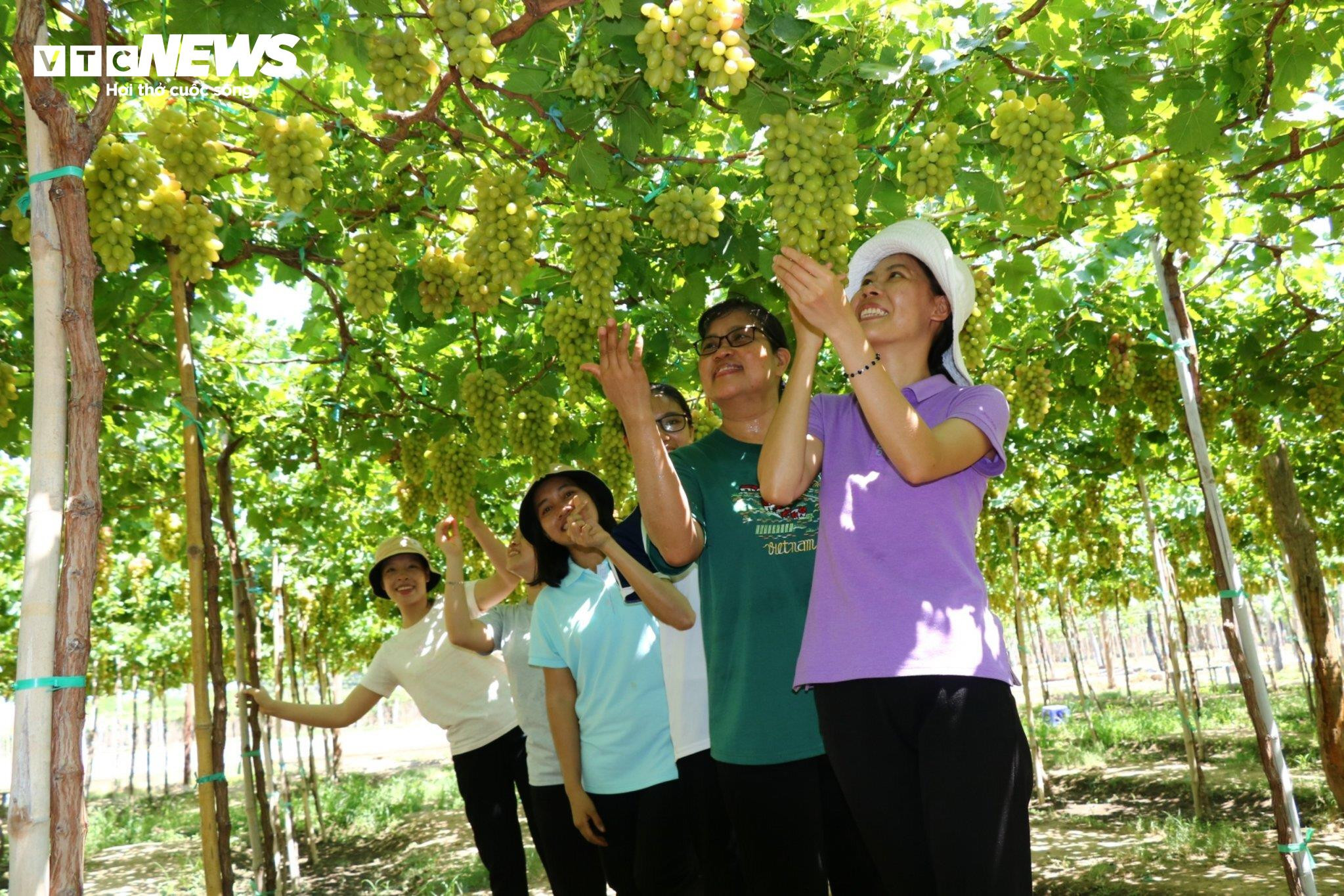 Biến 'nắng như rang, gió như phang' thành sự giàu có - 3